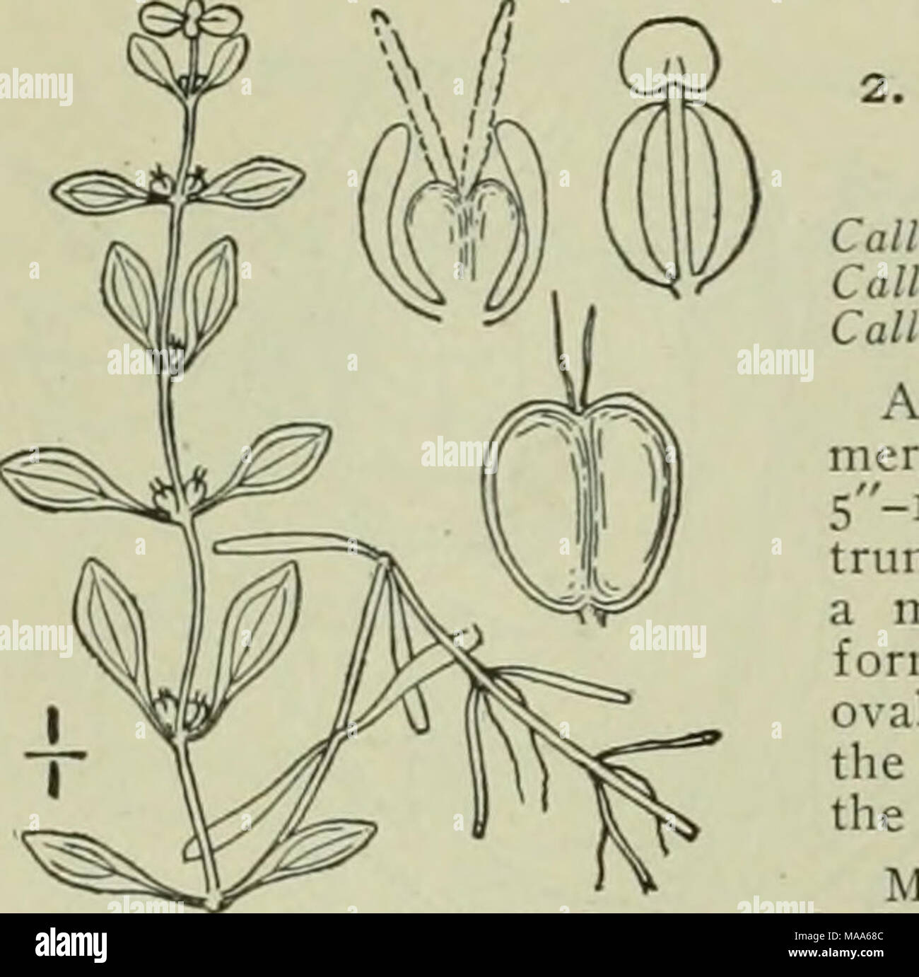 . An illustrated flora of the northern United States, Canada and the British possessions : from Newfoundland to the parallel of the southern boundary of Virginia and from the Atlantic Ocean westward to the 102nd meridian . CALLITRICHACEAE. Vol. II. Callitriche palustris L. Vernal Water-Star- wort. Water Fennel. Fig. 2770. triclie palustris L. Sp. PI. 969. 1753. triclie verna L. Fl. Suec. Ed. 2. 4. 1755- triche vernalis Koch, Syn. Fl. Germ. Ed. 2. 245. 1837. Aquatic or growing in the mud, stems a'-jo' long. Sub- merged leaves linear, i-nerved, retuse or bifid at the apex, S&quot;-io&quot; long; Stock Photo