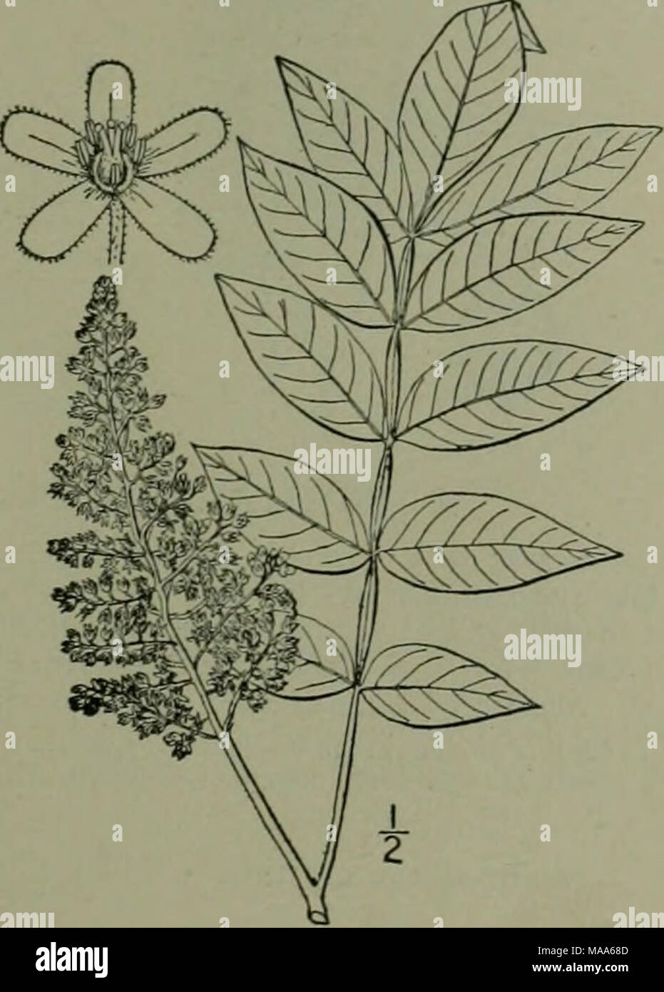 . An illustrated flora of the northern United States, Canada and the British possessions : from Newfoundland to the parallel of the southern boundary of Virginia and from the Atlantic Ocean westward to the 102nd meridian . Dalisca hiria L. Sp. PI. Rhus typhina L. Amoen Rhus hirta Sudw. Bull. '037- 1753- Acad. 4:31 Torr. Club 9: 82 .760. A small tree, with maximum height of 40° and trunk diameter of 9', or often shrubby. Leaves pinnate, 8'-is' long; petioles, rachis and twigs more or less densely velvety-pubes- cent; leaflets 11-31, lanceolate or oblong-lan- ceolate, 3-5' long, acuminate at the Stock Photo