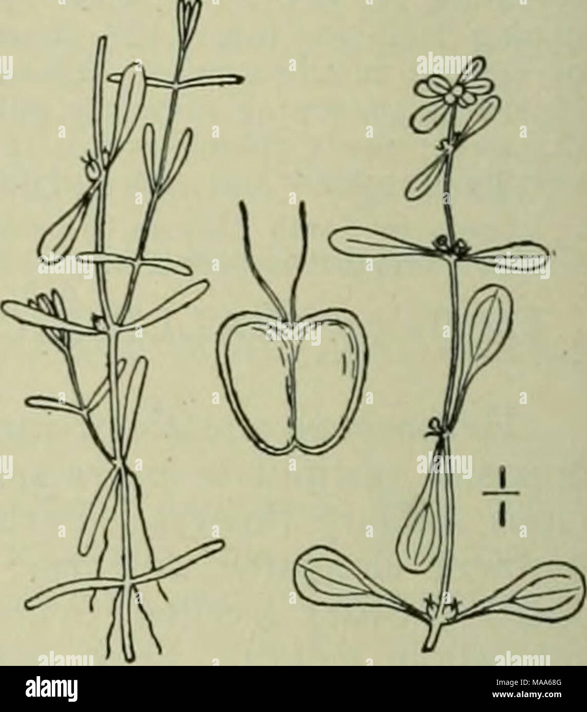 . An illustrated flora of the northern United States, Canada and the British possessions : from Newfoundland to the parallel of the southern boundary of Virginia and from the Atlantic Ocean westward to the 102nd meridian . 4. Callitriche autumnalis L. Autumnal or Northern Water-Starwort. Fig. 2772. Callitriche palustris var. bifiila L. Sp. PI. 696. 1753. Callitriche autumnalis L. Fl. Suec. Ed. 2, 4. 1755. Callitriche bifida Morong, Mem. Torr. Club 5: 215. 1894. Entirely submerged. Leaves crowded, linear or linear- lanceolate, clasping at the base, retuse or bifid at the apex, i-nerved, s&quot; Stock Photo