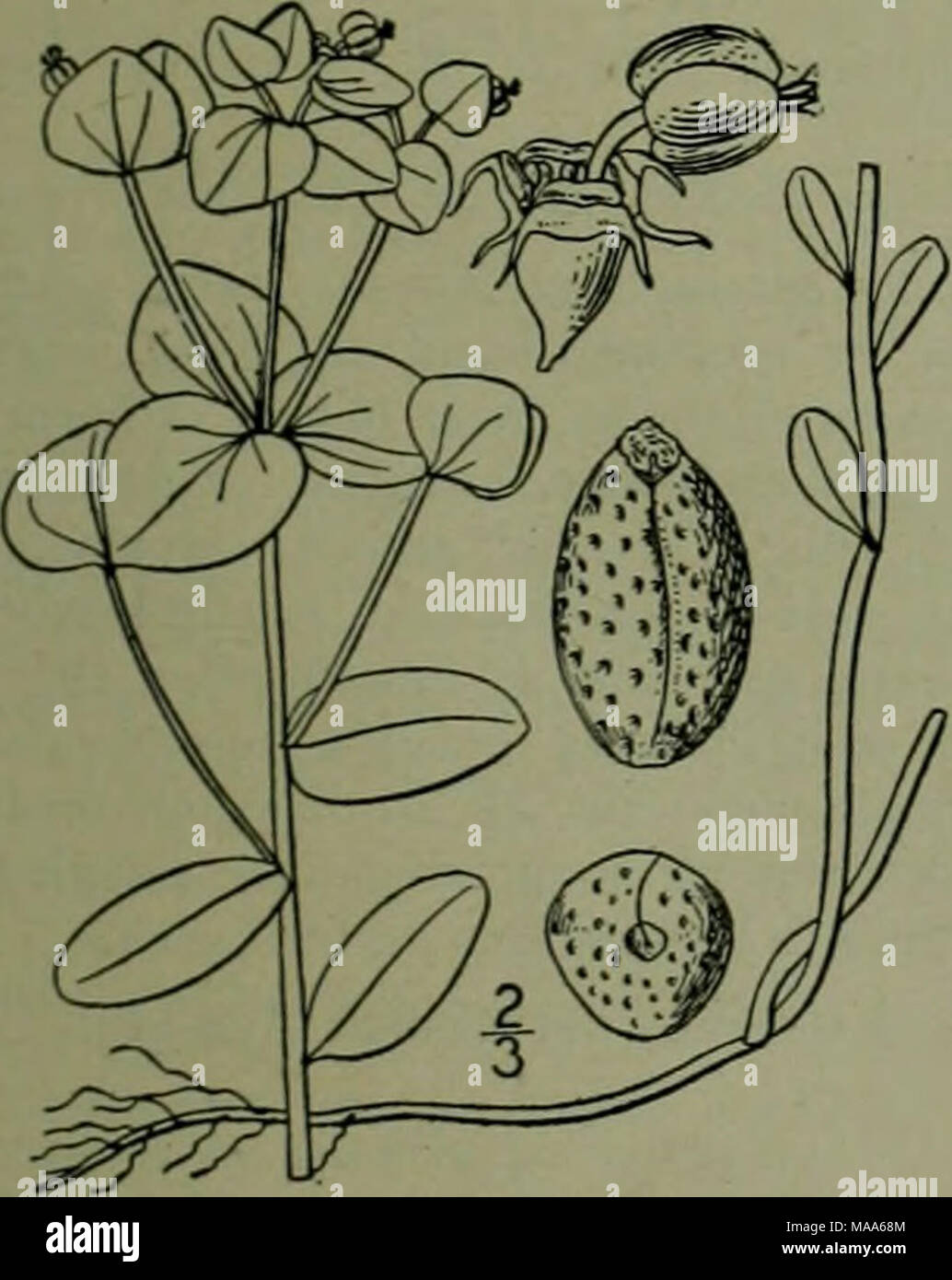 . An illustrated flora of the northern United States, Canada and the British possessions : from Newfoundland to the parallel of the southern boundary of Virginia and from the Atlantic Ocean westward to the 102nd meridian . Tinted Spurge. Gray, Man. Ed. rugose-pitted seeds, has been found in western Virgii 13. Tithymalus robustus (Engelm.) Small. Rocky Mountain Spurge. Fig. 2765. Mex. Bound. 381. Euphorbia commutata Engeln 389. 1856. Tithymalus commutatus KI. &amp; Garcke, Abh. Akad. Ber. 1859 : 82. Euphorbia ohiotica Steud. &amp; Hochst.; Boiss. in DC. Prodr. 15: Part 2, 142. 1862. Biennial, y Stock Photo
