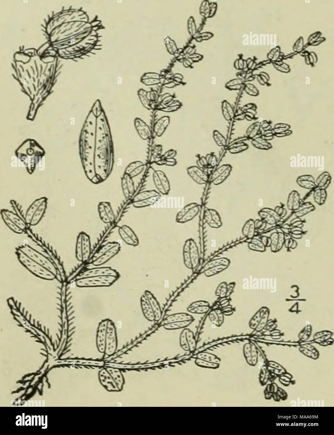 . An illustrated flora of the northern United States, Canada and the British possessions : from Newfoundland to the parallel of the southern boundary of Virginia and from the Atlantic Ocean westward to the 102nd meridian . II. Chamaesyce stictospora (Engelm.) Small. Xarrow-seeded Spurge. Fig. 2742. Euphorbia stictospora Engelm. Bot. Mex. Bound. Surv. 187. 1859- C. stictospora Small, Fl. SE. U. S. 714- 1903. Annual, yellowish green, pilose throughout. Stem branched from the base, the branches ascending, or radiating, 2'-i2' long: leaves oblong to suborbicular. 2&quot;-3&quot; long, obtuse, dent Stock Photo