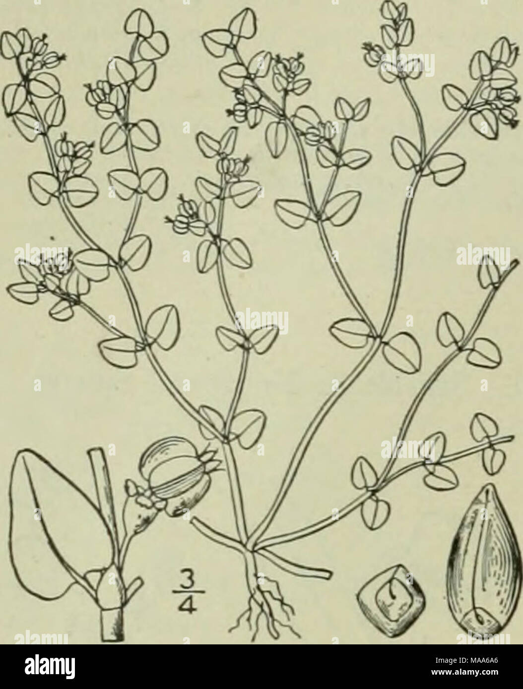 . An illustrated flora of the northern United States, Canada and the British possessions : from Newfoundland to the parallel of the southern boundary of Virginia and from the Atlantic Ocean westward to the 102nd meridian . .K.) Small. Round-leaved Spreading Spurge. Fig. 2734. &quot; &quot; &quot;. Nov. Gen. 2: 52. 1817. 11, Fl. SE. U. S. 709. 1903. Annual, pale green, glabrous, sometimes glau- cescent. Stem branched from the base, the slen- der or filiform branches prostrate, 2.'-i2' long; leaves orbicular, orbicular-ovate or oval, i&quot;-3&quot; long, obtuse or emarginate, entire, often slig Stock Photo
