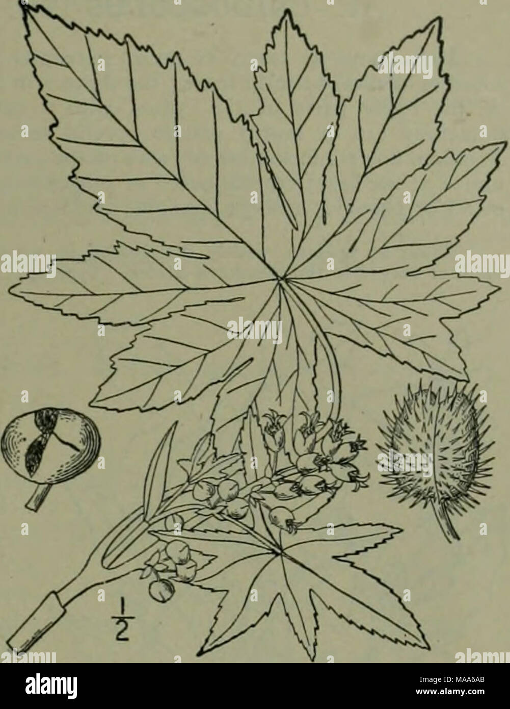 . An illustrated flora of the northern United States, Canada and the British possessions : from Newfoundland to the parallel of the southern boundary of Virginia and from the Atlantic Ocean westward to the 102nd meridian . 10. STILLINGIA Garden ; L. Irant. i: 19, 126. 1767. Monoecious glabrous herbs or shrubs, with simple or branched stems, alternate or rarely opposite, entire or toothed leaves, often with 2 glands at the base, the flowers bracteolate, in terminal spikes, apetalous, the bracllets 2-glandular. Staminate flowers several together in the axils of the bractlets, the calyx slightly Stock Photo