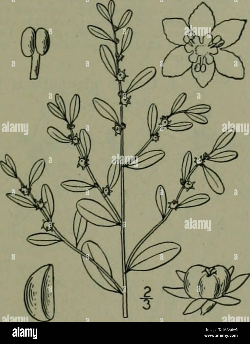 . An illustrated flora of the northern United States, Canada and the British possessions : from Newfoundland to the parallel of the southern boundary of Virginia and from the Atlantic Ocean westward to the 102nd meridian . Herbs, or shrubby plants, with diffusely branch- ing stems. Leaves alternate, petioled, the blades often membranous. Flowers monoecious, axillary, pedicelled, the staminate often clustered, with a s-6-lobed calyx, 5 or 6 petals, a glandular or lobed disk, 5 or 6 stamens and distinct filaments; pistillate flowers solitary, with a 5-6-lobed calyx, minute petals or these wantin Stock Photo