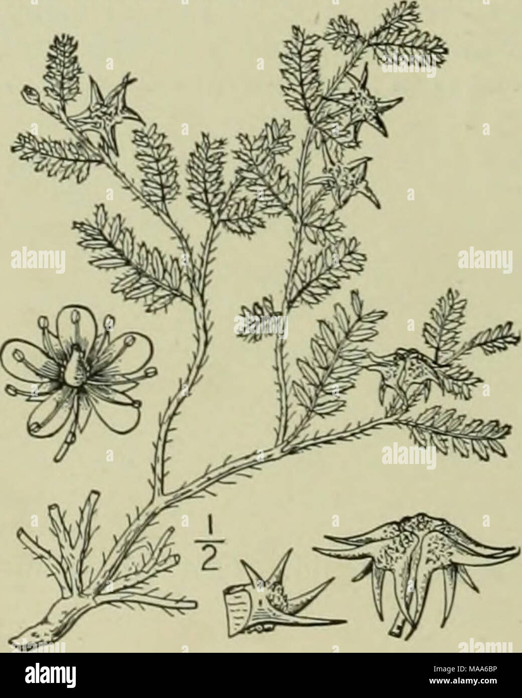 Obovate Leaves Stock Photos Obovate Leaves Stock Images Alamy