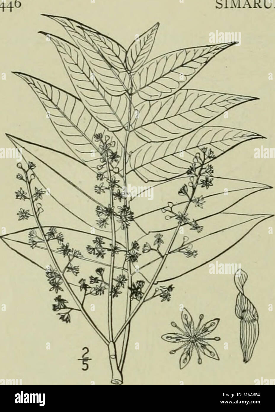 . An illustrated flora of the northern United States, Canada and the British possessions : from Newfoundland to the parallel of the southern boundary of Virginia and from the Atlantic Ocean westward to the 102nd meridian . SIMARUBACEAE. Vol. II. I. Ailanthus glandulosa Desf. Tree- of-Heaven. Ailanthus. Fig. 2694. Ailanthus glandulosa Desf. Mem. Acad. Paris 1786; 265. 1789. A tree, 40°-9O° high. Leaves i°-3° long, petioled, glabrous, odd-pinnate; leaflets 13- 41, opposite or nearly so, stalked, ovate or ovate-lanceolate, cordate or truncate and often oblique at the base, acute or acumi- nate at Stock Photo