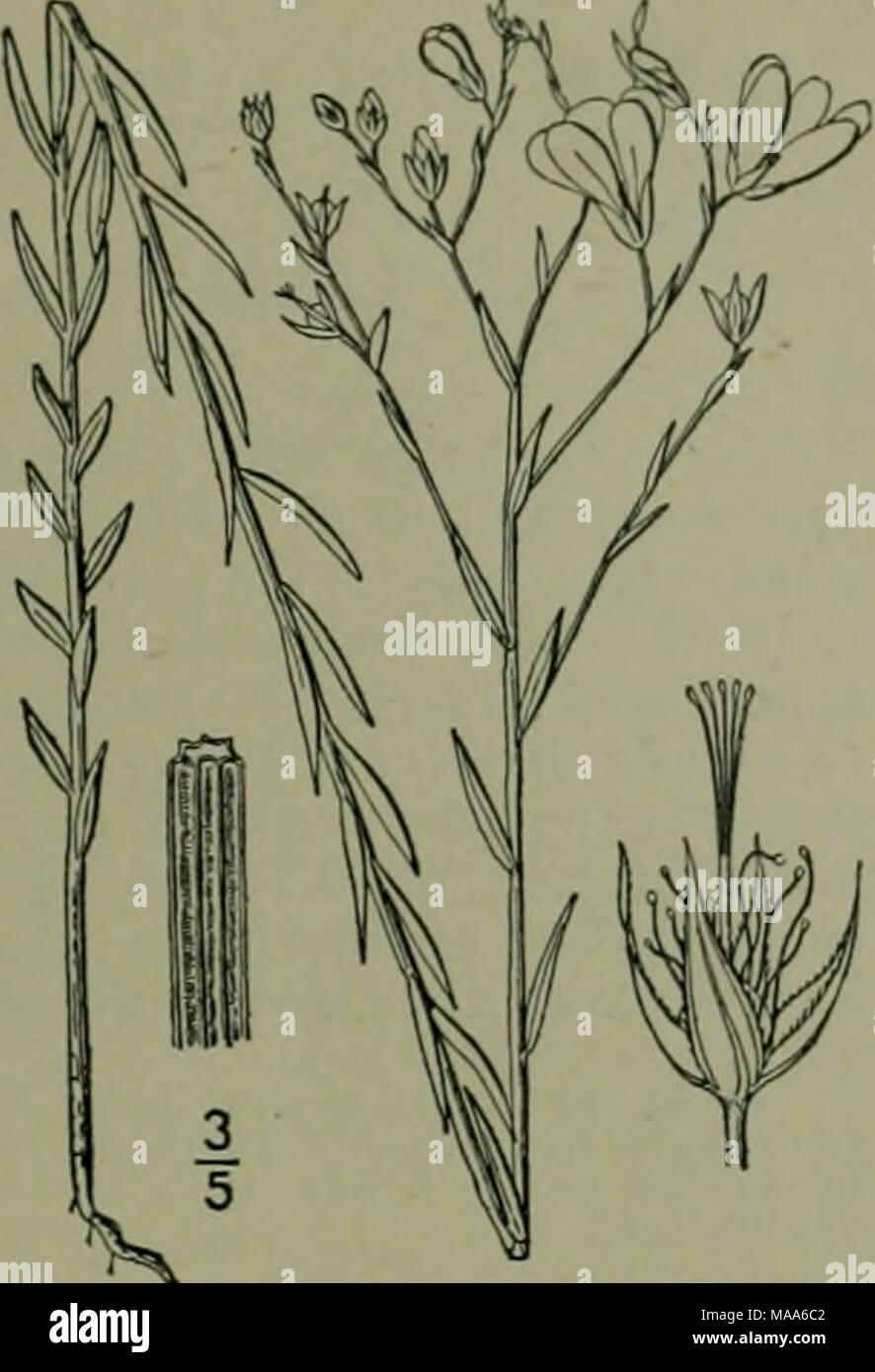 . An illustrated flora of the northern United States, Canada and the British possessions : from Newfoundland to the parallel of the southern boundary of Virginia and from the Atlantic Ocean westward to the 102nd meridian . 8. Cathartolinum Berlandieri (Hook.) Small, landier's Yellow Flax. Fig. 2684. Linum Berlandieri Hook. Bot. Mag. sub pi. 3480. 1836. L. arkansanum Osterhout. Bull. Torr. Club 28: 644. 1901. C. Berlandieri Small, N. A. Fl. 25': 82. 1907. Annual (?),2i'-i6' high, often much-branched, bright green and sometimes glaucescent when young. Branches ascending, striate-winged; leaves s Stock Photo