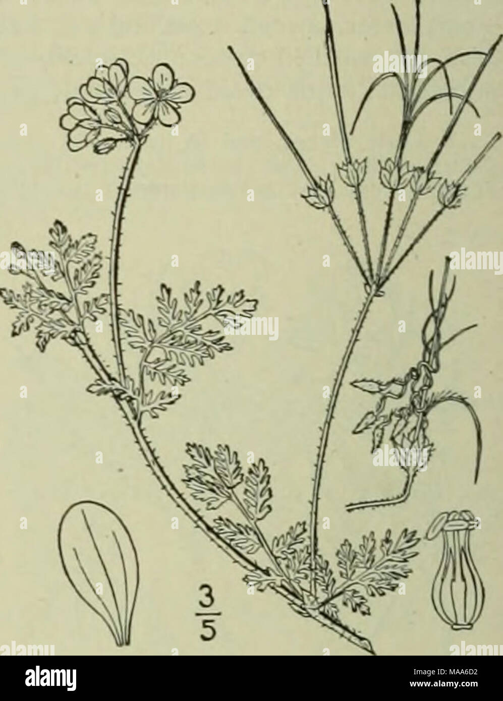 . An illustrated flora of the northern United States, Canada and the British possessions : from Newfoundland to the parallel of the southern boundary of Virginia and from the Atlantic Ocean westward to the 102nd meridian . Sepals without apical tubercles; rootstocks elongated. Sepals with apical tubercles : rootstocks bulb-like. Plants caulescent; corolla yellow. Oxalis. 2. Ipiio.ralis. 3. Xanlhoxalis. I. OXALIS L. Sp. PI. 433- 1753- Perennial herbs, with slender more or less scaly rootstocks. Leave; basal, solitary or several together, witii the petioles dilated at the base, palmately 3-folio Stock Photo