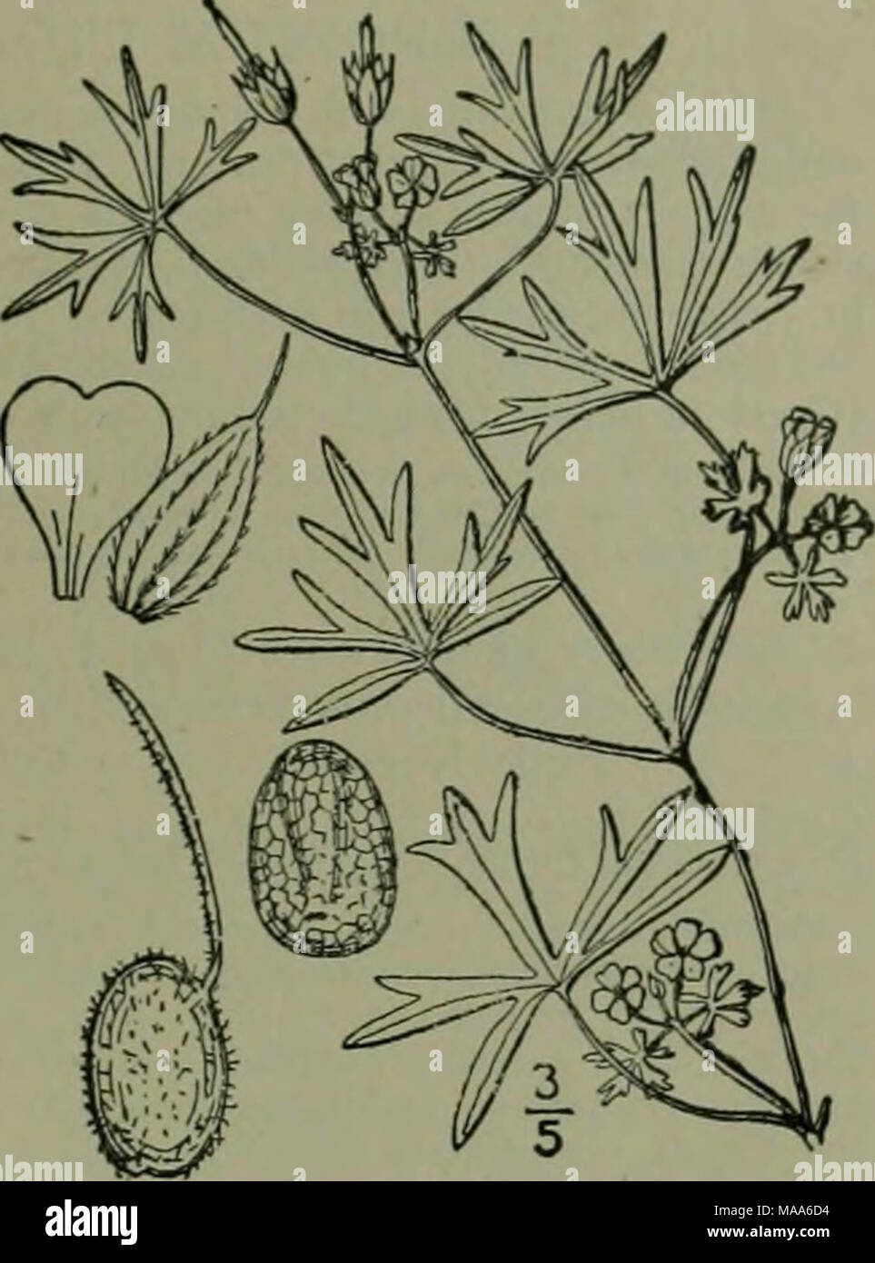 . An illustrated flora of the northern United States, Canada and the British possessions : from Newfoundland to the parallel of the southern boundary of Virginia and from the Atlantic Ocean westward to the 102nd meridian . 9. Geranium pusillum L. Small-flowered Crane's-bill. Fig. 2660. Geranium pusillum L. Sp. PI. Ed. 2, 957. 1763- Annual, widely branching, slender, w-eak, pubes- cent or villous, 4-18' long. Leaves petioled, reni- form-orbicular, Y-ii' wide, deeply divided into 7-9 oblong, or sometimes linear-oblong, entire or 3- toothed, cuneate lobes; peduncles short, 3&quot;-9&quot; long, 2 Stock Photo