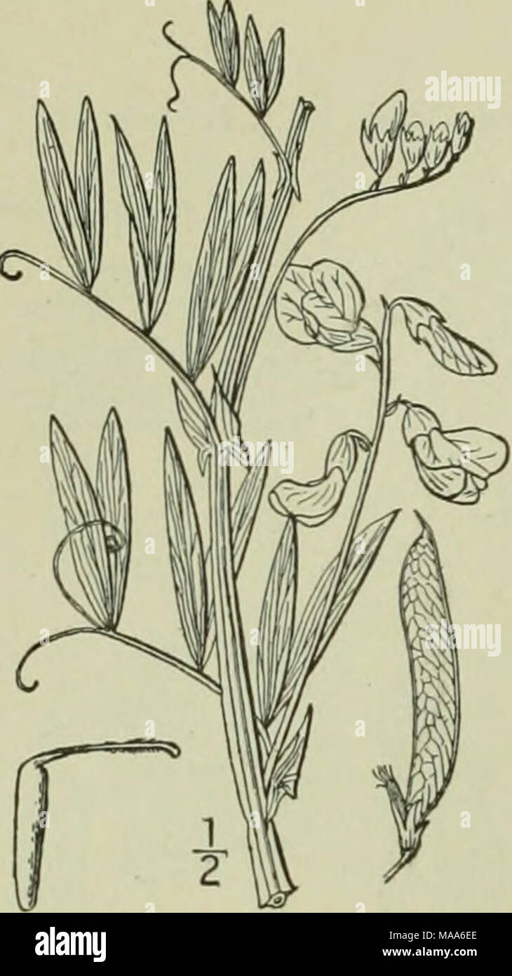 . An illustrated flora of the northern United States, Canada and the British possessions : from Newfoundland to the parallel of the southern boundary of Virginia and from the Atlantic Ocean westward to the 102nd meridian . Vol. 11. Wild 3. Lathyrus palustris L. IMarsh 'ctchling. Pea. Fig. 2626. Lathyrus palustris L. Sp. PI. 733. 1753. L. falustns linearifolius Ser in DC. Prodr. 2; 371. 1825. Perennial, glabrous or somewhat pubescent; stems an- gled and usually winged, slender, i°-3° long; stipules half- sagittate, lanceolate, linear or ovate-lanceolate, 5&quot;-io&quot; long, li&quot;-2i&quot Stock Photo