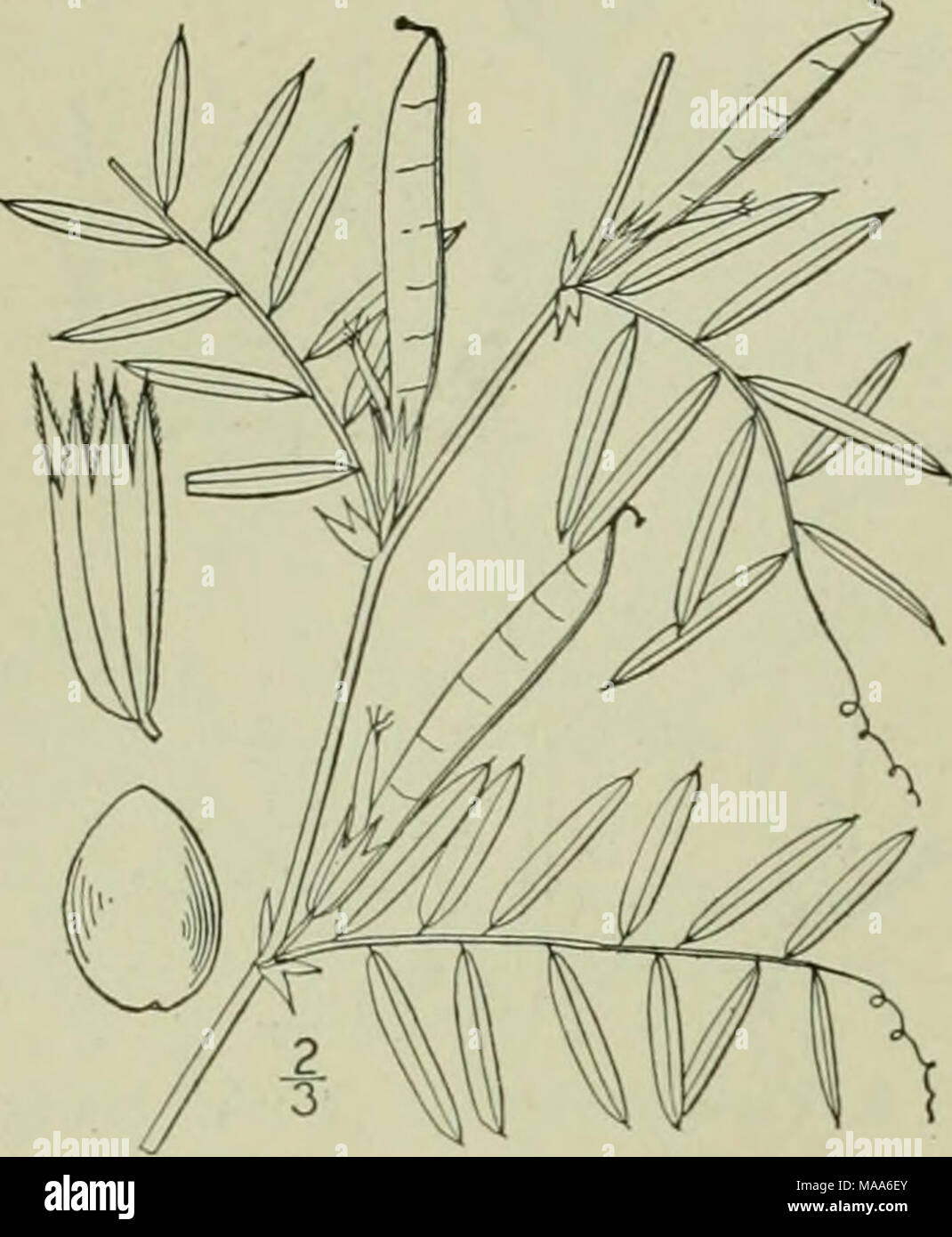 . An illustrated flora of the northern United States, Canada and the British possessions : from Newfoundland to the parallel of the southern boundary of Virginia and from the Atlantic Ocean westward to the 102nd meridian . 10. Vicia angustifolia L. Smaller Com- mon Vetch. Fig'. 2622. I angustifolia L. Amoen. Acad. I saliva yar. angustifolia Ser, 361. 1825. DC Prodr. Annual or winter-annual, glabrous or puber- ulent; stem slender, i°-2° long. Stipules mostly half-sagittate, toothed, or entire; leaves short-petioled, or nearly sessile; leaflets 4-16, linear, lanceolate, or oblanceolate, 4&quot;- Stock Photo
