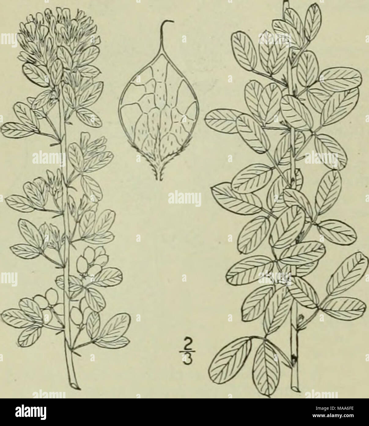 . An illustrated flora of the northern United States, Canada and the British possessions : from Newfoundland to the parallel of the southern boundary of Virginia and from the Atlantic Ocean westward to the 102nd meridian . Vol. II. 9. Lespedeza frutescens ( L.) Brit- ton. Wand-like Bush-clover. Fig. 2605. Hedysarum frulescensL.Sp. Pl. 748. 1753. 10. Lespedeza virginica (L.) Britton. Slender Bush-clover. Fig. 2606. Medicago virginica L. Sp. PI. 778. I753- L. sessilifiora Michx. Fl. Bor. Am. 2: 70. 1803. Lespedeca violacea van angtistifolia T. &amp; G. Fl. N. A. 1: 367. 1840. Lespcdeca virginica Stock Photo