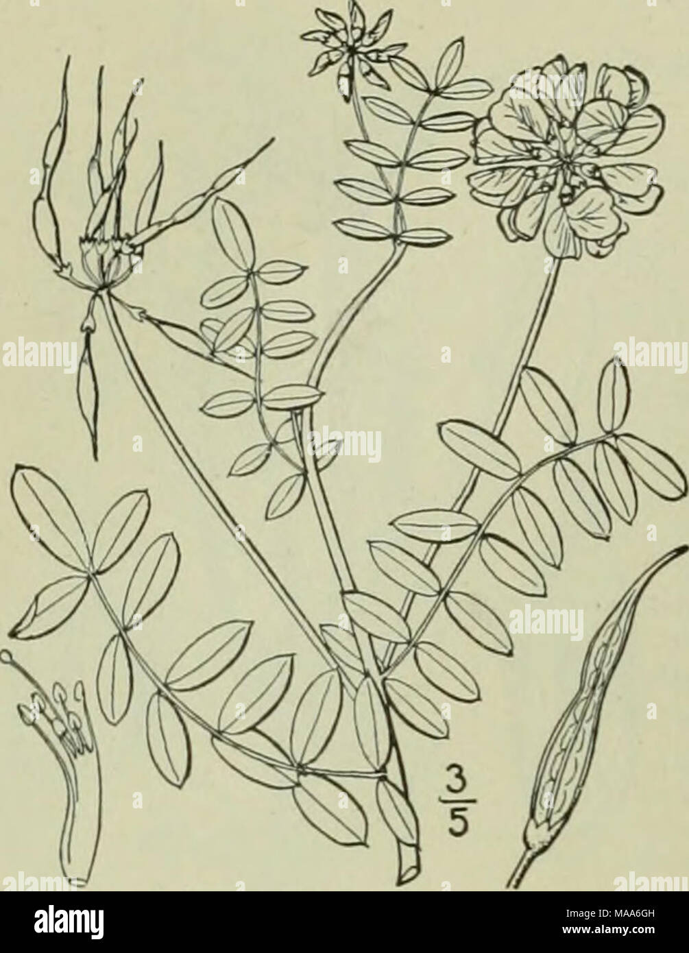. An illustrated flora of the northern United States, Canada and the British possessions : from Newfoundland to the parallel of the southern boundary of Virginia and from the Atlantic Ocean westward to the 102nd meridian . I. Coronilla varia L. Coronilla. Axseed. Axvvort. Fig. 2570. Coronilla varia L. Sp. PI. 743. 1753. Perennial, straggling or ascending, glabrous, branching, l°-2° long. Leaves sessile; leaflets 11-25, oblong or obovate, obtuse and mucronate at the apex, narrowed or rounded at the base, 6&quot;-9&quot; long, ii&quot;-3&quot; wide; peduncles longer than the leaves; flowers 4&qu Stock Photo