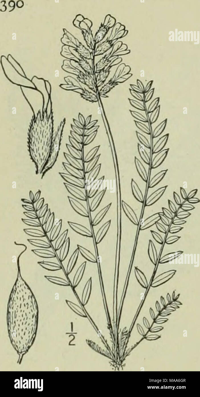 . An illustrated flora of the northern United States, Canada and the British possessions : from Newfoundland to the parallel of the southern boundary of Virginia and from the Atlantic Ocean westward to the 102nd meridian . 4- Oxytropis campestris (L.) DC. Yellow or Field Oxytrope. Pig. 2565. Astragalus campestris L. Sp. PI. 761. 1753. Oxytropis campestris DC. Astrag. 74. 1802. O. campestris coerulea Koch. Syn. 181. 1838. Spiesia campestris Kuntze, Rev. Gen. PI. 206. 1891. O. campestris johanneiisis Fernald, Rhodora 1: 88. 1899. Aragallus johannensis Heller, Cat. N. A. PI. Ed. 2, 7. 1900. Acaul Stock Photo