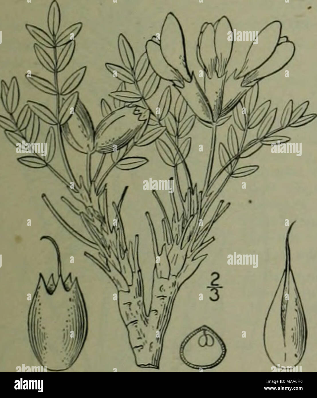 . An illustrated flora of the northern United States, Canada and the British possessions : from Newfoundland to the parallel of the southern boundary of Virginia and from the Atlantic Ocean westward to the 102nd meridian . 2. Oxytropis multiceps Ntitt. Tufted Oxytrope. Fig. 2563. Oxytropis multiceps Nutt.; T. &amp; G. Fl. N. A. i : 341. 1838. Spiesia multiceps Kuntze. Rev. Gen. PI. .'07. 1891. Aragallus multiceps Heller, Cat. X. A. PI. 4. 1898. Nearly acaulescent, with a deep root, tufted and matted, silky-canescent, 3' high or less. Stipules membranous, acute, adnate to the petiole; leaves pi Stock Photo