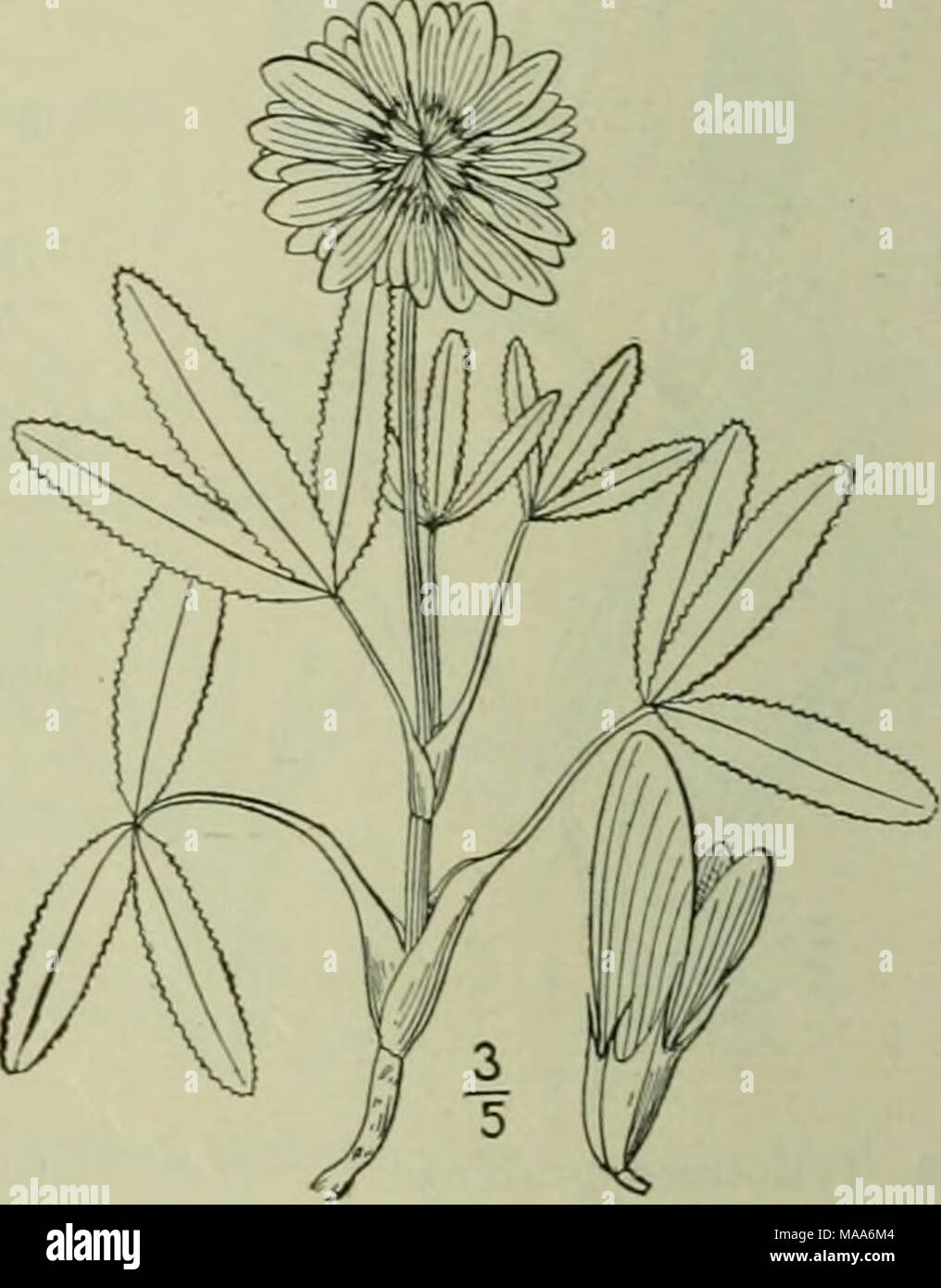 . An illustrated flora of the northern United States, Canada and the British possessions : from Newfoundland to the parallel of the southern boundary of Virginia and from the Atlantic Ocean westward to the 102nd meridian . 9. Trifolium virginicum Small. Prostrate Mountain Clover. Fig. 2482. Trifolium 'â irginicum Small, Mem. Torr. Club 4: 112. 1894. Perennial from a long large root, diffusely branched at the base, the branches prostrate, pubescent. Leaflets Hncar, narrowly lanceolate or oblanceolate, 5&quot;-2o&quot; long, obtuse or cuspi- date, serrate-dentate, glabrous above, more or less si Stock Photo