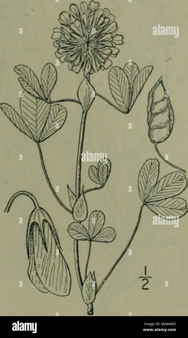 . An illustrated flora of the northern United States, Canada and the British possessions : from Newfoundland to the parallel of the southern boundary of Virginia and from the Atlantic Ocean westward to the 102nd meridian . II. Trifolium stoloniferum jIuhl. Running Buf- falo Clover. Fig. 2484. Trifolium stoloniferum Muhl. Cat. 70. 1813. Perennial, glabrous, branching, 6-12' long, forming run- ners at the base. Leaves, especially the lower, long-peti- oled; stipules ovate-lanceolate, acute, membranous, often l' long; leaflets all from the same point, short-stalked, ob- ovate or obcordate, broad Stock Photo