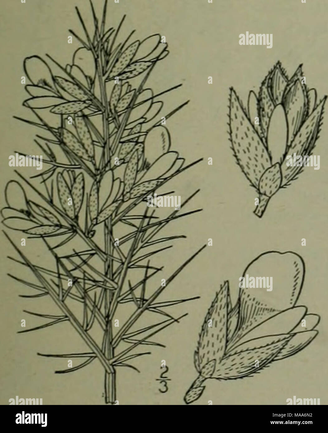 . An illustrated flora of the northern United States, Canada and the British possessions : from Newfoundland to the parallel of the southern boundary of Virginia and from the Atlantic Ocean westward to the 102nd meridian . Ulex europaeus L. Furze. Gorse. Wh Prictcly or Tliorn Broom. Fig. 2465. Ulex europaeus L. Sp. PI. 741 r53. Much branched, bushy. 2°-6° high, more or less pubescent. Branchlets very leafy, tipped with spines; leaves prickly, 2&quot;-7&quot; long, or the lowest sometimes lanceolate and foliaceous ; flowers borne on twigs of the preceding season, solitary in the axils, 6&quot;- Stock Photo