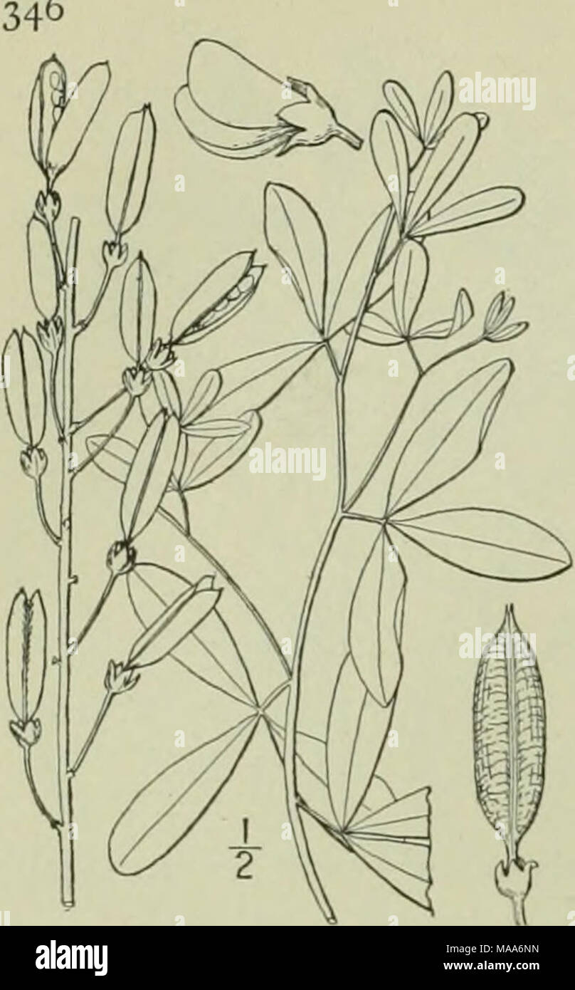 . An illustrated flora of the northern United States, Canada and the British possessions : from Newfoundland to the parallel of the southern boundary of Virginia and from the Atlantic Ocean westward to the 102nd meridian . 5. Baptisia alba (L.) R. Br. White Wild Indigo. Fig. 2457. Crotalaria alba L. Sp, PI. 716. 1753. Baptisia alba R. Br. in Ait. Hort. Kew. Ed. 2. 3: 6. 1811. Glabrous throughout, divergently branching, i°-3° high. Leaves petioled, 3-foliolate; petioles slender, 3&quot;-g&quot; long; leaflets oblong or oblanceolate, narrowed at the base, obtuse at the apex, I'-ii' long, 4&quot; Stock Photo