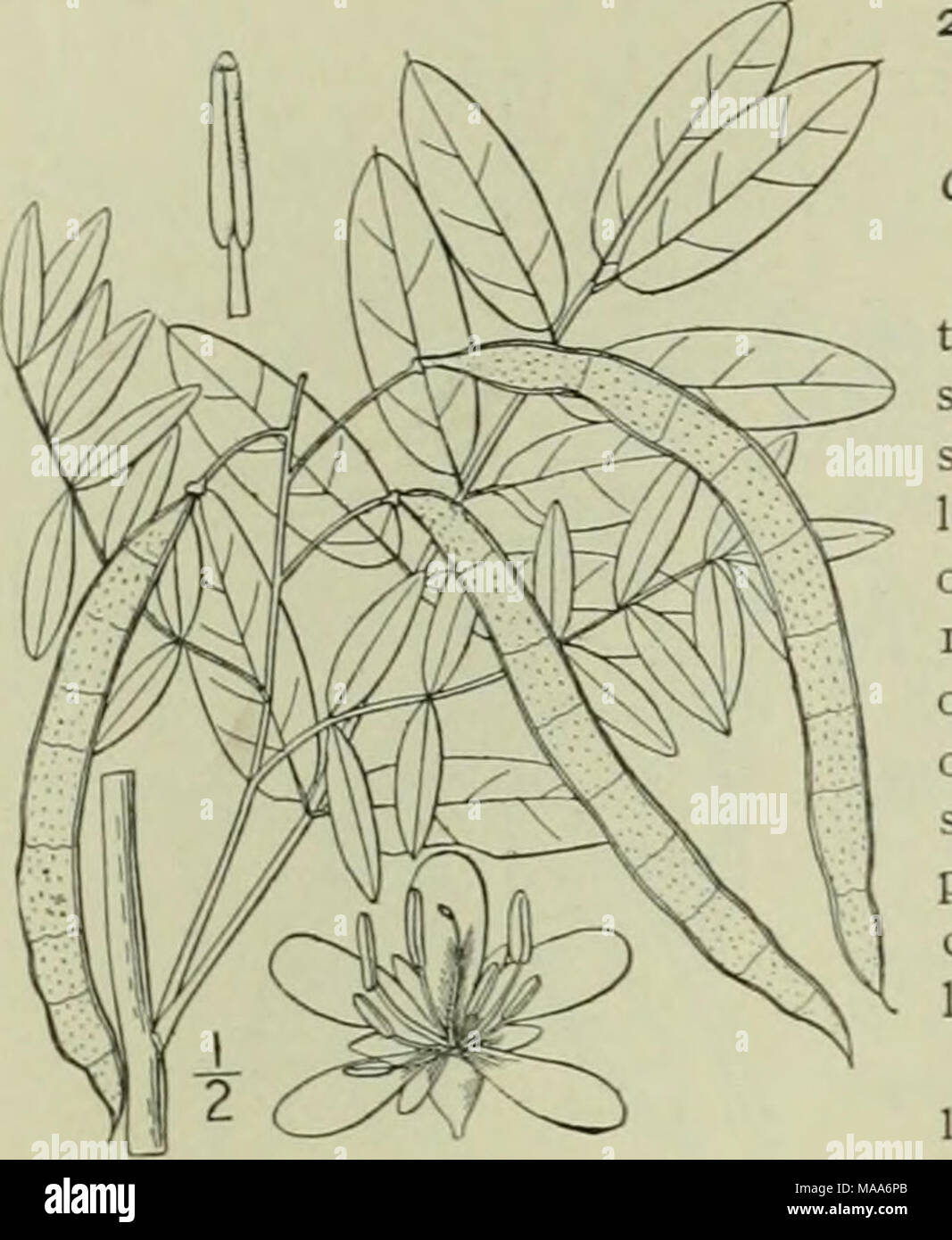 . An illustrated flora of the northern United States, Canada and the British possessions : from Newfoundland to the parallel of the southern boundary of Virginia and from the Atlantic Ocean westward to the 102nd meridian . 2. Cassia marilandica L. Wild or American Senna. Fig. 2438. Cassia marilandica L. Sp. PI. 378. I753- Perennial, glabrous or pubescent with a few scat- tered hairs, 3°-8° high, little branched. Stipules subulate-linear, caducous; leaves petioled, the club- shaped gland borne near the base of the petiole; leaflets 12-20, oblong or lanceolate-oblong, obtuse or obtusish, mucrona Stock Photo