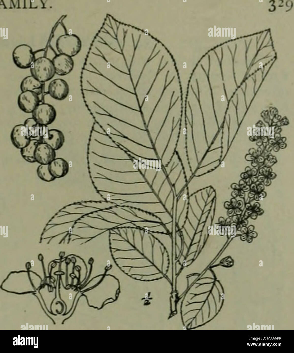 . An illustrated flora of the northern United States, Canada and the British possessions : from Newfoundland to the parallel of the southern boundary of Virginia and from the Atlantic Ocean westward to the 102nd meridian . 2. Padus melanocarpa (A. Nelson) Shafer. Rock}' Mountain Wild Cherrj'. Fig. 2426. Cerasus demissa melanocarf&gt;a A. Nelson, Bot. Gaz. 34: 25. 1902. P. melanocarpa Shafer ; Britton &amp; Shafer, N. A. Trees 504. 1908. . shrub or small tree, with greatest height of about 30Â° and trunk diameter of iiÂ°, but usu- ally much smaller. Leaves glabrous, similar to those of the pre Stock Photo