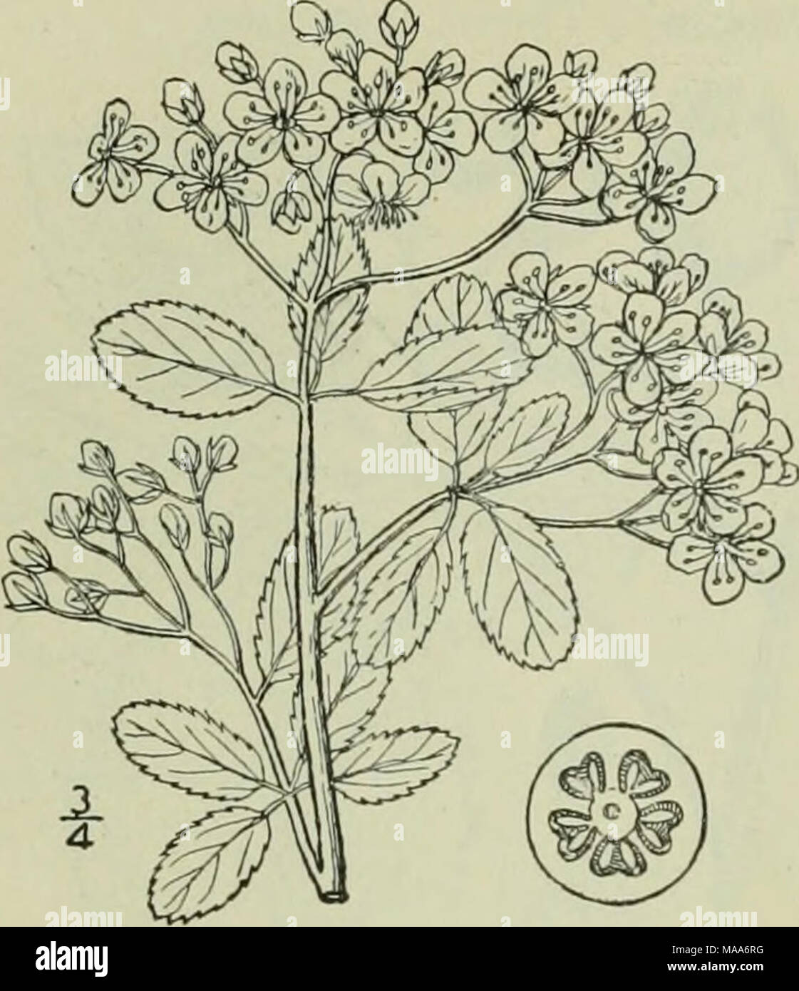 . An illustrated flora of the northern United States, Canada and the British possessions : from Newfoundland to the parallel of the southern boundary of Virginia and from the Atlantic Ocean westward to the 102nd meridian . I. Cotoneaster Pyracantha (L.) Spach. Evergreen or Fire Thorn. Pyracanth. Fig. 2408. Mespilus Pyracantha h. Sp. PI. 478. 1753. Crataegus Pyracantha Medic. Gesch. 84. 179S. Cotoneaster Pyracantha Spach, Hist. Veg. 2 : 73. 1834. A shrub, 3°-8° high. Spines slender, i'-i' long; leaves evergreen, glabrous on both sides, oval or slightly oblanceolate, crenulate, obtuse at the ape Stock Photo