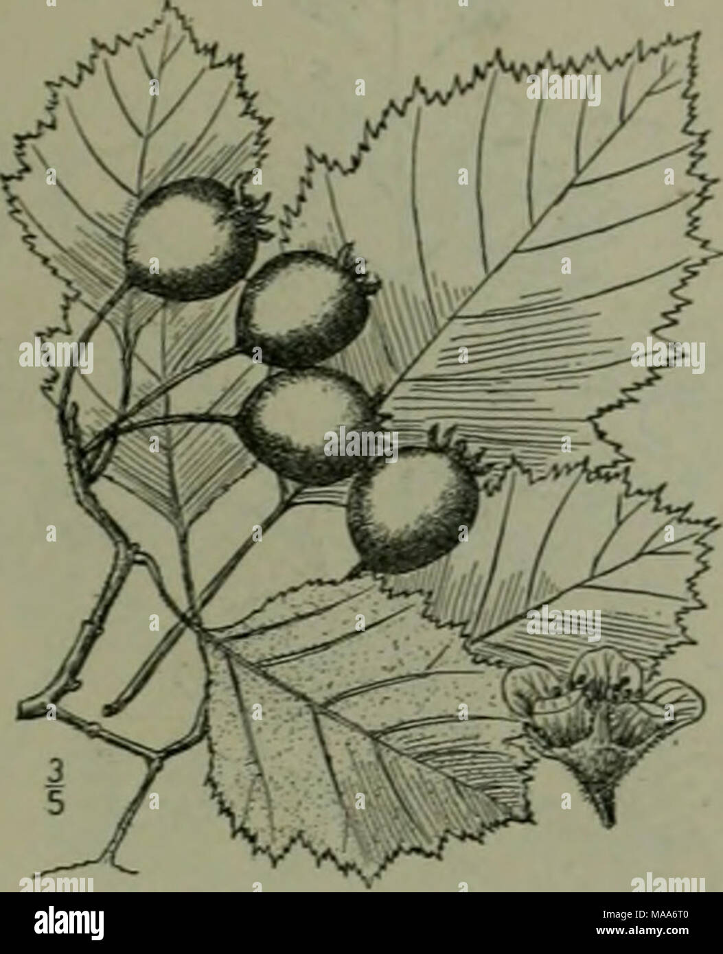 . An illustrated flora of the northern United States, Canada and the British possessions : from Newfoundland to the parallel of the southern boundary of Virginia and from the Atlantic Ocean westward to the 102nd meridian . 66. Crataegus submollis Sargent. Emerson's Thorn. Fig. 2400. C. lomenlosa Emerson, Trees &amp; Shrubs Mass. 430. 1846. Not L. C. submollis Sarg. Bot. Gaz. 31: 7. 1901. A tree, sometimes 25° high, with spreading branches forming a broad symmetrical crown, the spines numerous, 1-3'long. Leaves ovate, i}'-4J' long, il'-sV wide, acute at the apex, broadly cuneate at base, serrat Stock Photo