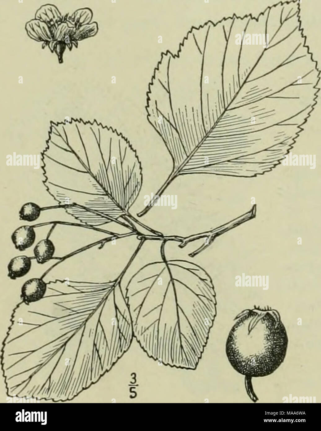 . An illustrated flora of the northern United States, Canada and the British possessions : from Newfoundland to the parallel of the southern boundary of Virginia and from the Atlantic Ocean westward to the 102nd meridian . 29. Crataegus ovata Sargent. Ovate- leaved Thorn. Fig. 2363. Sarg. Man. Trees A tree, sometimes 30° high, with yellow, scaly, bark similar to that of a young Piatanus, the spines i' long. Leaves ovate-elliptic or obovate, i Y-2I' long, S'-2' wide, obtuse or acute at the apex, broadly cuneate or rounded at the base, coarsely serrate or doubly serrate, often with irregular cre Stock Photo