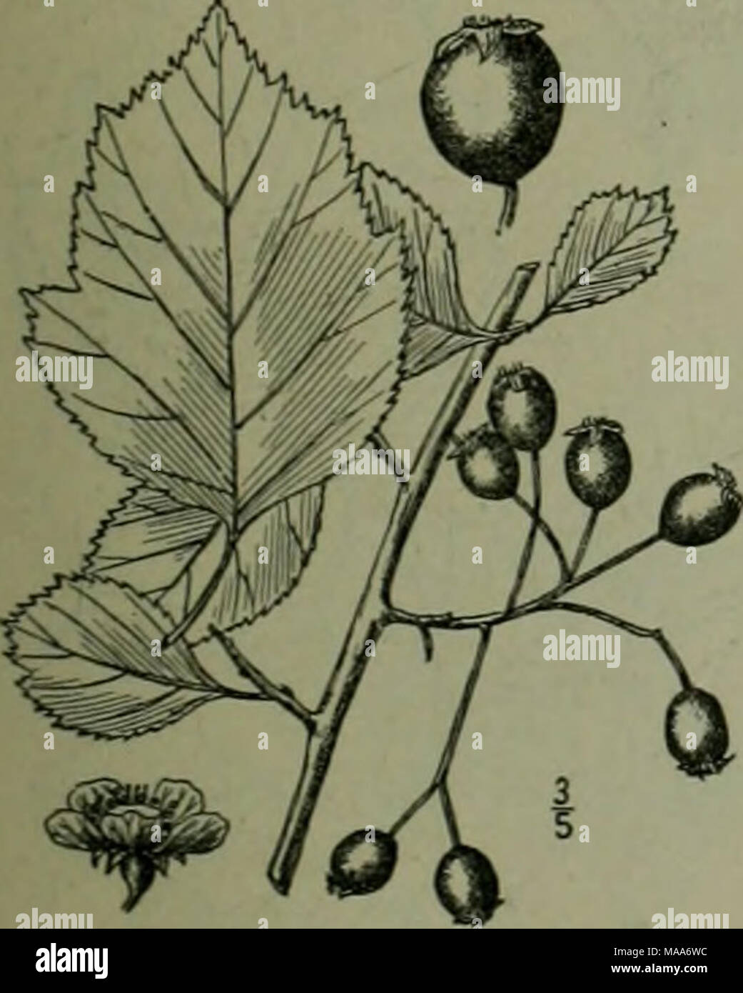 . An illustrated flora of the northern United States, Canada and the British possessions : from Newfoundland to the parallel of the southern boundary of Virginia and from the Atlantic Ocean westward to the 102nd meridian . 31. Crataegus nitida (Engelm.) Sargent. Shin- ing Thorn. Fig . 2365. Crataegus viridis nitida Engelm.; Britton &amp; Brown, III. FI. 2:242. 1897. Crataegus nitida Sarg. Bot. Gaz. 31: 231. 1901. A tree, sometimes 30° high, with ascending and spreading branches forming a broad irregular crown. Spines occasional, 1-2' long; leaves oblong-ovate to oval, li'-3' long, i'-2l' wide, Stock Photo
