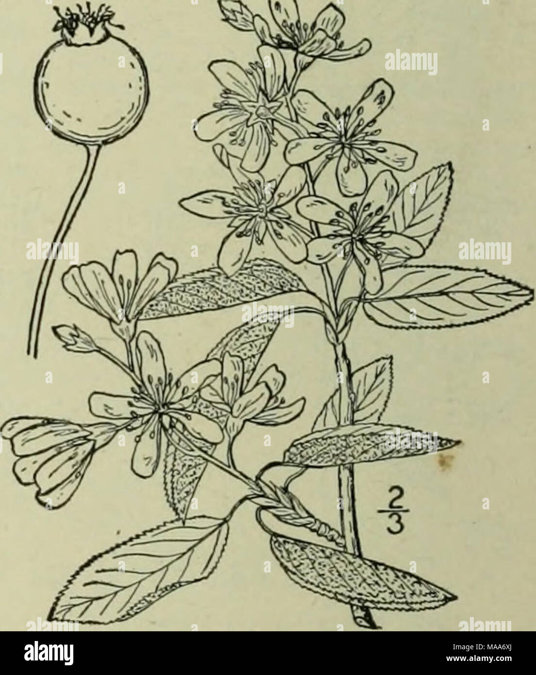 . An illustrated flora of the northern United States, Canada and the British possessions : from Newfoundland to the parallel of the southern boundary of Virginia and from the Atlantic Ocean westward to the 102nd meridian . A. nantucketensis Bicknell differs in having shorter petals and thicker leaves, and ranges from Massachusetts to New Jersey. 3. Amelanchier spicata (Lam.) C. Koch. Low June-berry. Fig. 2331. Crataegus spicata Lam. Encycl. i: 84. 1783. Amelanchier spicata C. Koch, Dendr. i: 182. 1869. A. stolonifera Wiegand, Rhodora 14: 144. 1912. ?A. humilis Wiegand, loc. cit. 141. 1912. Ste Stock Photo