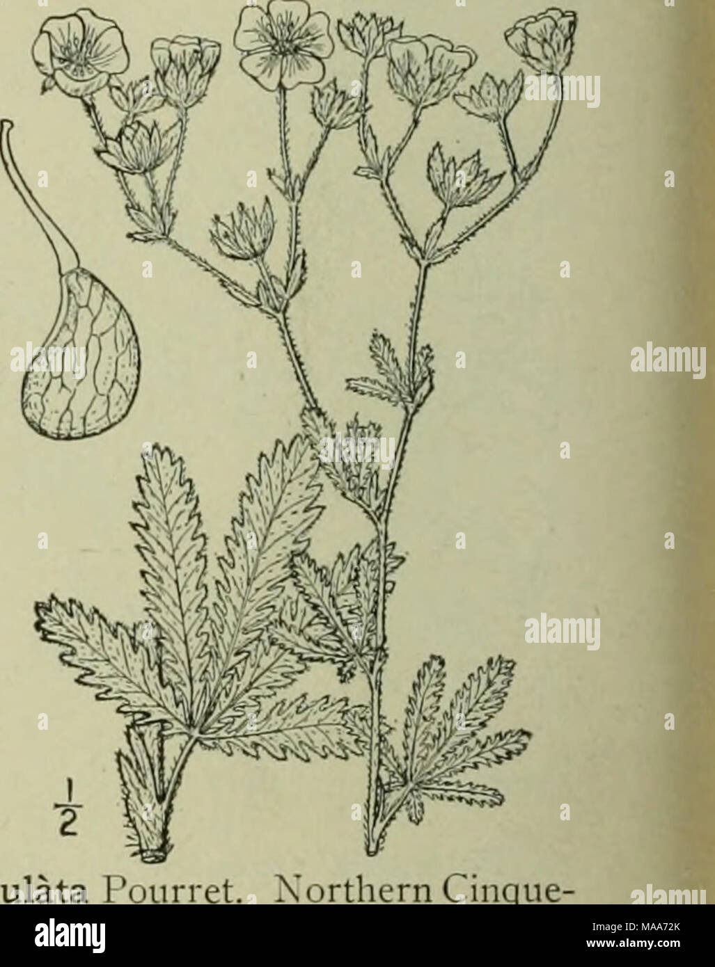 . An illustrated flora of the northern United States, Canada and the British possessions : from Newfoundland to the parallel of the southern boundary of Virginia and from the Atlantic Ocean westward to the 102nd meridian . 13. Potentilla maculata Pounet. Northern Cinque- foil. Fig. 2239. Potentilla maculata Pourr. Act. Toloss. 3: 326. 1788. Potentilla salisbrugensis Haenke in Jacq. Coll. 2: 68. 1788. Rootstock prostrate, stems ascending, simple, pubescent, 3'-8' high. Stipules membranous; basal leaves slender- petioled, digitately 5-foliolate (rarely 3-foliolate) ; leaflets obovate, obtuse at  Stock Photo