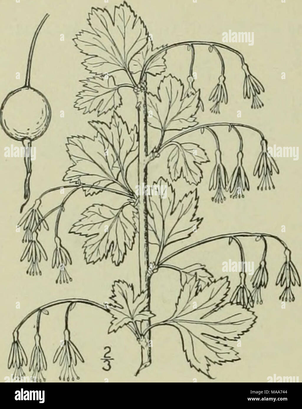 . An illustrated flora of the northern United States, Canada and the British possessions : from Newfoundland to the parallel of the southern boundary of Virginia and from the Atlantic Ocean westward to the 102nd meridian . 2. Grossularia missouriensis (Nutt.) Cov. &amp; Britt. Missouri Gooseberry. Fig. 2206. Ribes gracile Pursh, Fl. Am. Sept. 165. 1814. Not Michx. Ribcs missouriensis Nutt.; T. &amp; G. Fl. N. A. i: 548. 1840. Grossularia missouriensis Cov. &amp; Britt. N. A. Fl. 22: 221. 1908. Nodal spines slender, solitary, or 2-3 together, reddish, 3&quot;S&quot; long or more. Prickles gener Stock Photo