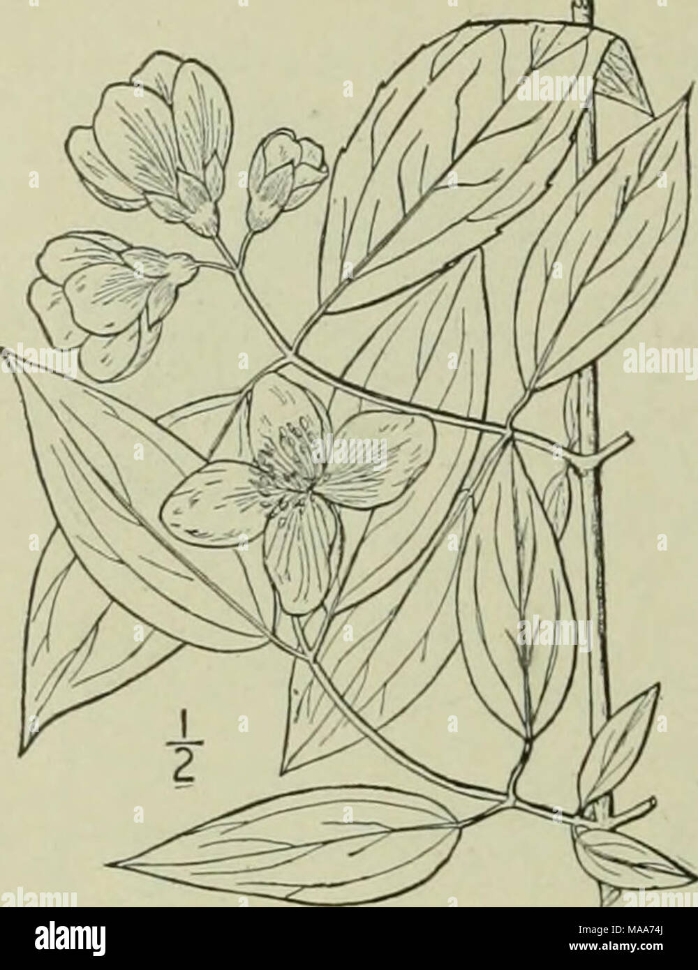. An illustrated flora of the northern United States, Canada and the British possessions : from Newfoundland to the parallel of the southern boundary of Virginia and from the Atlantic Ocean westward to the 102nd meridian . I. Philadelphus inodorus L. Scentless Syringa. Fig. 2189. Philadelphus inodorus L. Sp. PI. 470. 1803. A shrub, 6°-8° high, glabrous or very nearly so throughout. Leaves ovate or oval, acute or acu- minate at the apex, rounded or sometimes nar- rowed at the base, 2-5' long, strongly 3-nerved, serrate with small distant teeth, or entire; flow- ers white, inodorous, about l' br Stock Photo