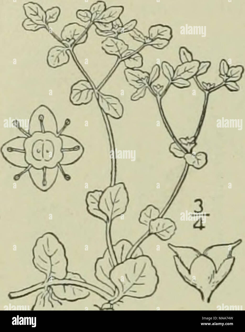 . An illustrated flora of the northern United States, Canada and the British possessions : from Newfoundland to the parallel of the southern boundary of Virginia and from the Atlantic Ocean westward to the 102nd meridian . I. Chrysosplenium americanum Schwein. Golden Saxifrage. Water Carpet. Fig. 2185. Stems slender, decumbent, forked above, glabrous or very nearly so, 3'-8' long. Lower leaves opposite, the upper often alternate, broadly ovate, orbicular or somewhat reniform, ob- tuse or truncate at the base, rounded at the apex, crenate or obscurely lobed, 2&quot;-io&quot; wide; flowers sessi Stock Photo