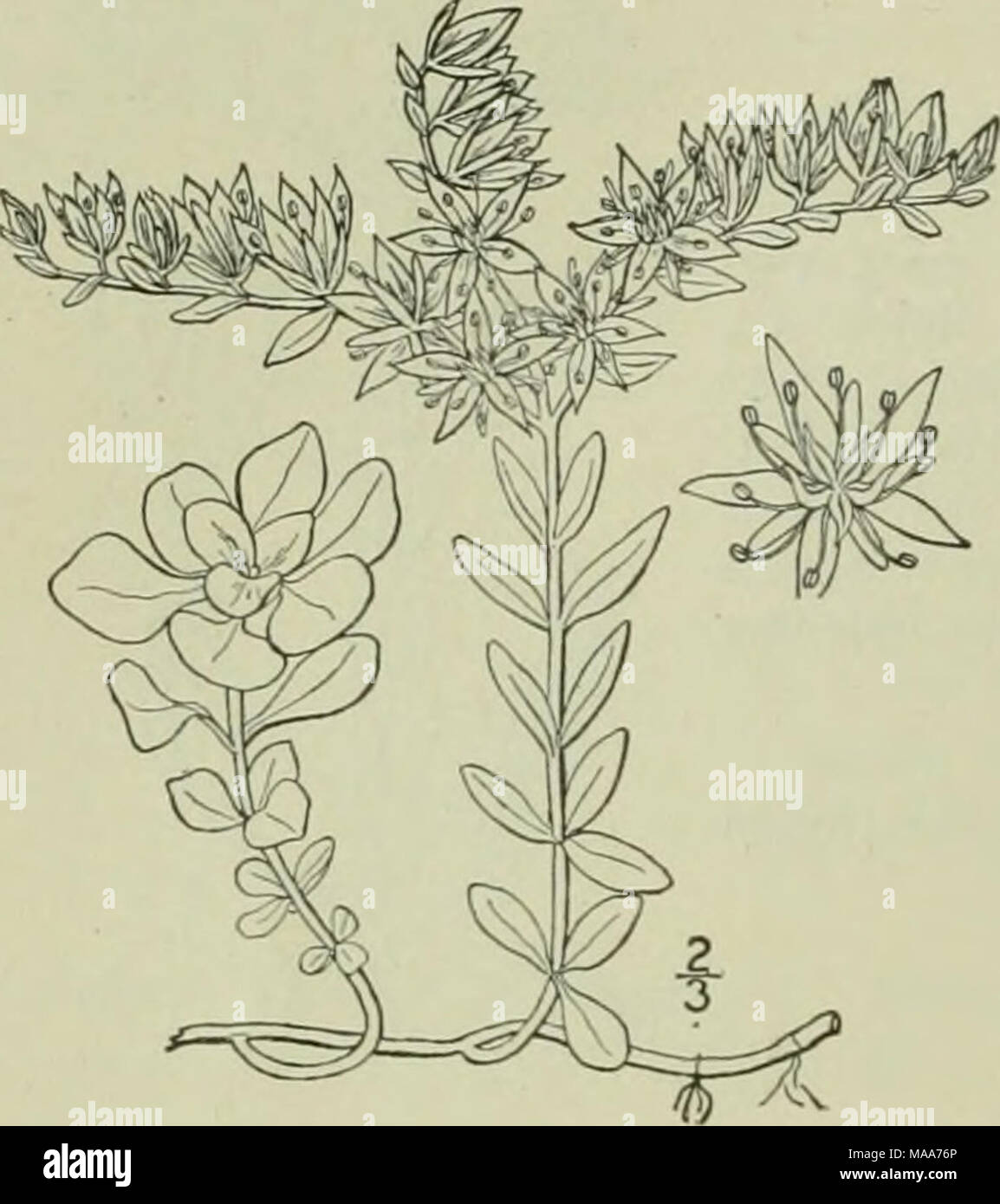 . An illustrated flora of the northern United States, Canada and the British possessions : from Newfoundland to the parallel of the southern boundary of Virginia and from the Atlantic Ocean westward to the 102nd meridian . 9. Sedum Nevii A. Grav. Xevius' Stonecrop. Fig. 2142. Sedum Ncvii A. Gray, Man. Ed. 5, 1S67 Densely tufted, glabrous, stems spreading or decum- bent, flowering branches ascending, 3-5' high. Leaves of the sterile shoots very densely imbricated, spatulate or obovate, narrowed or cuneate at the base, mostly sessile, rounded at the apex, entire, 3&quot;-6&quot; long, i&quot;-2& Stock Photo