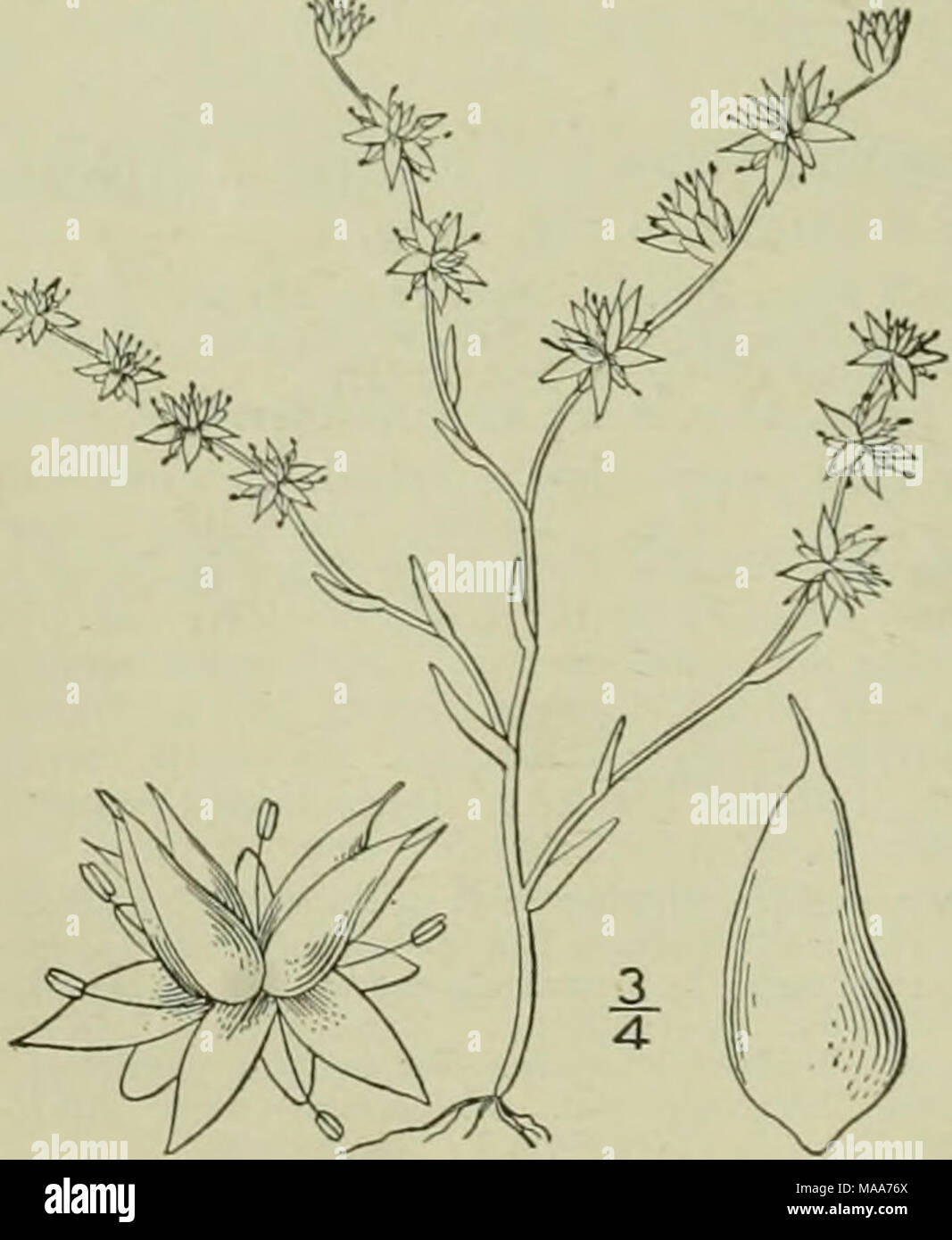 . An illustrated flora of the northern United States, Canada and the British possessions : from Newfoundland to the parallel of the southern boundary of Virginia and from the Atlantic Ocean westward to the 102nd meridian . 4. Sedum Nuttallianum Raf. Nuttall's Stonecrop. Fig. 2137. Sedum Nullallia 1832. Sedum Torreyi Don. Card. Diet. 3: 121. 1834. Sedum sfarsiftorum Nutt.; T. &amp; G. Fl. N. A. i: 559. 1840. Annual, low, tufted, glabrous,  2-3' high. Leaves alternate, scattered, linear-oblong, teretish, sessile, entire, 2&quot;-6&quot; long; cyme 2- S-forked, its branches ¥-2' long; flowers ses Stock Photo