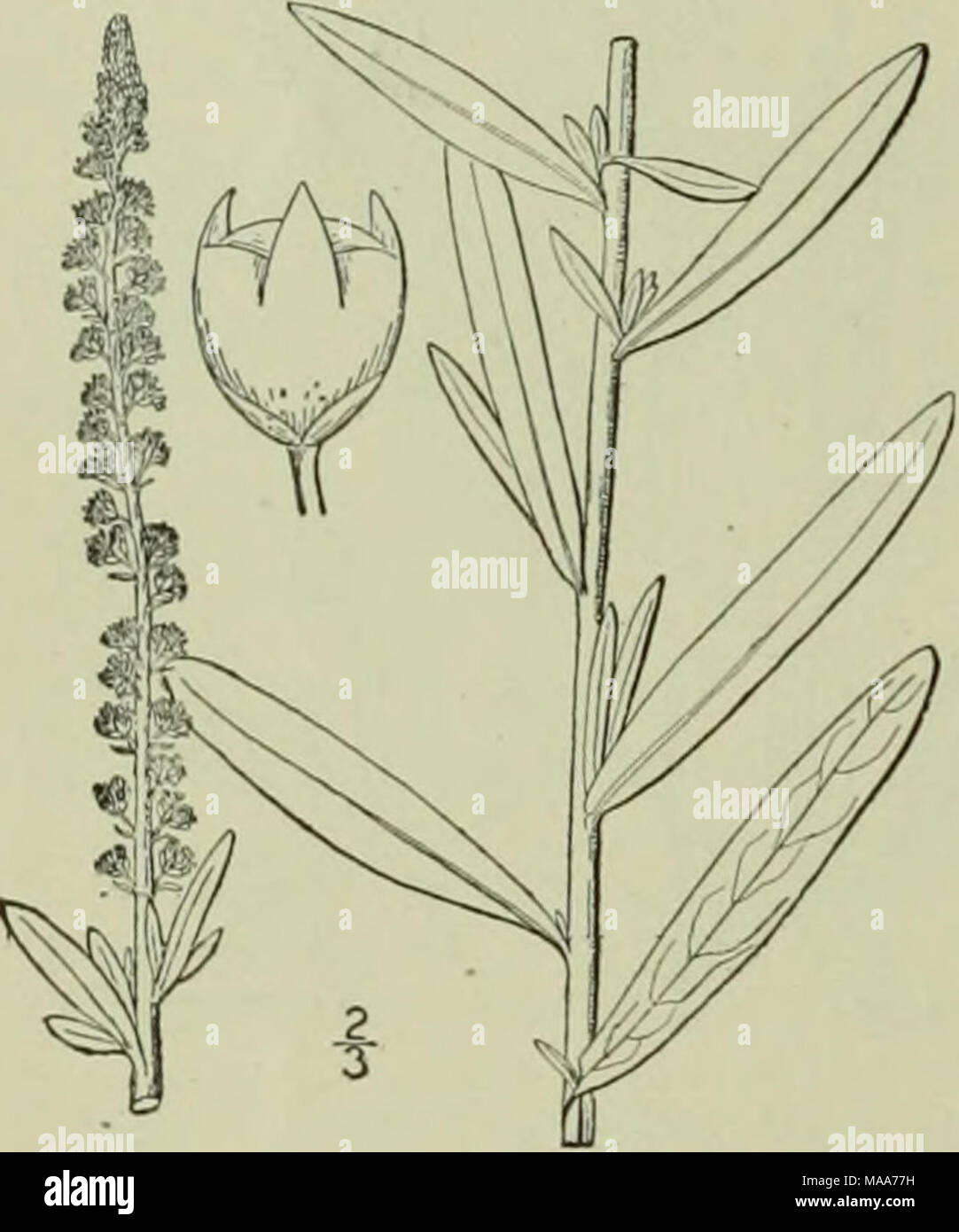 . An illustrated flora of the northern United States, Canada and the British possessions : from Newfoundland to the parallel of the southern boundary of Virginia and from the Atlantic Ocean westward to the 102nd meridian . 2. Reseda lutea L. Yellow Cut-leaved Mignonette. Fig. 2121 Reseda lutea L. Sp. PI. 449. 1753. Ascending or decumbent, pubescent with short scattered stiff hairs, or nearly glabrous. Leaves 2'-4' long, broadly ovate or oblong in outline, deeply lobed or divided, sometimes pinnatifid, their seg- ments linear or oblong, obtuse, the margins undu- late ; flowers greenish-yellow,  Stock Photo