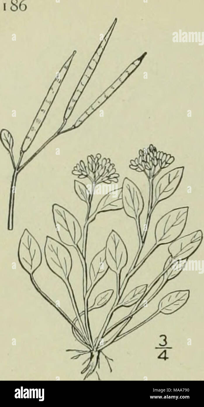 . An illustrated flora of the northern United States, Canada and the British possessions : from Newfoundland to the parallel of the southern boundary of Virginia and from the Atlantic Ocean westward to the 102nd meridian . CRUCIFERAE. 7. Cardamine bellidifolia L. Alpine Cress. Fig. 2089. Cardamine bellidifolia L. Sp. PI. 654. 1753. Perennial, tufted, glabrous, 2-5' high, with fibrous roots. Lower leaves long-petioled, .ovate, obtuse, the blades 4&quot;-8&quot; long, 3&quot;-4&quot; broad, abruptly contracted into the petiole, entire, or with a few rounded teeth; upper leaves similar, shorter-  Stock Photo