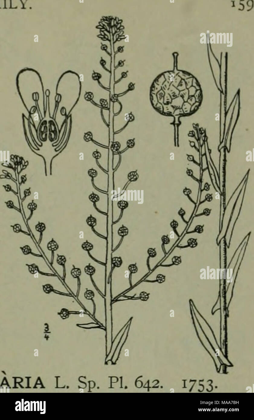 . An illustrated flora of the northern United States, Canada and the British possessions : from Newfoundland to the parallel of the southern boundary of Virginia and from the Atlantic Ocean westward to the 102nd meridian . Genus io. MUSTARD FAMILY. I. Neslia paniculata (L.j Desv. Ball Mus- tard. Fig. 2024. Myagrum faniciitatitm L. Sp. PI. 641. 1753. Neslia paniculala Desv. Journ. Bot. 3: 162. 1814. Slender, branched above, rather densely rough- hispid, l°-2° high. Leaves lanceolate, or the upper linear-lanceolate, acute or obtusish at the apex, sagittate-clasping at the base, 1-2*' long, 2&quo Stock Photo