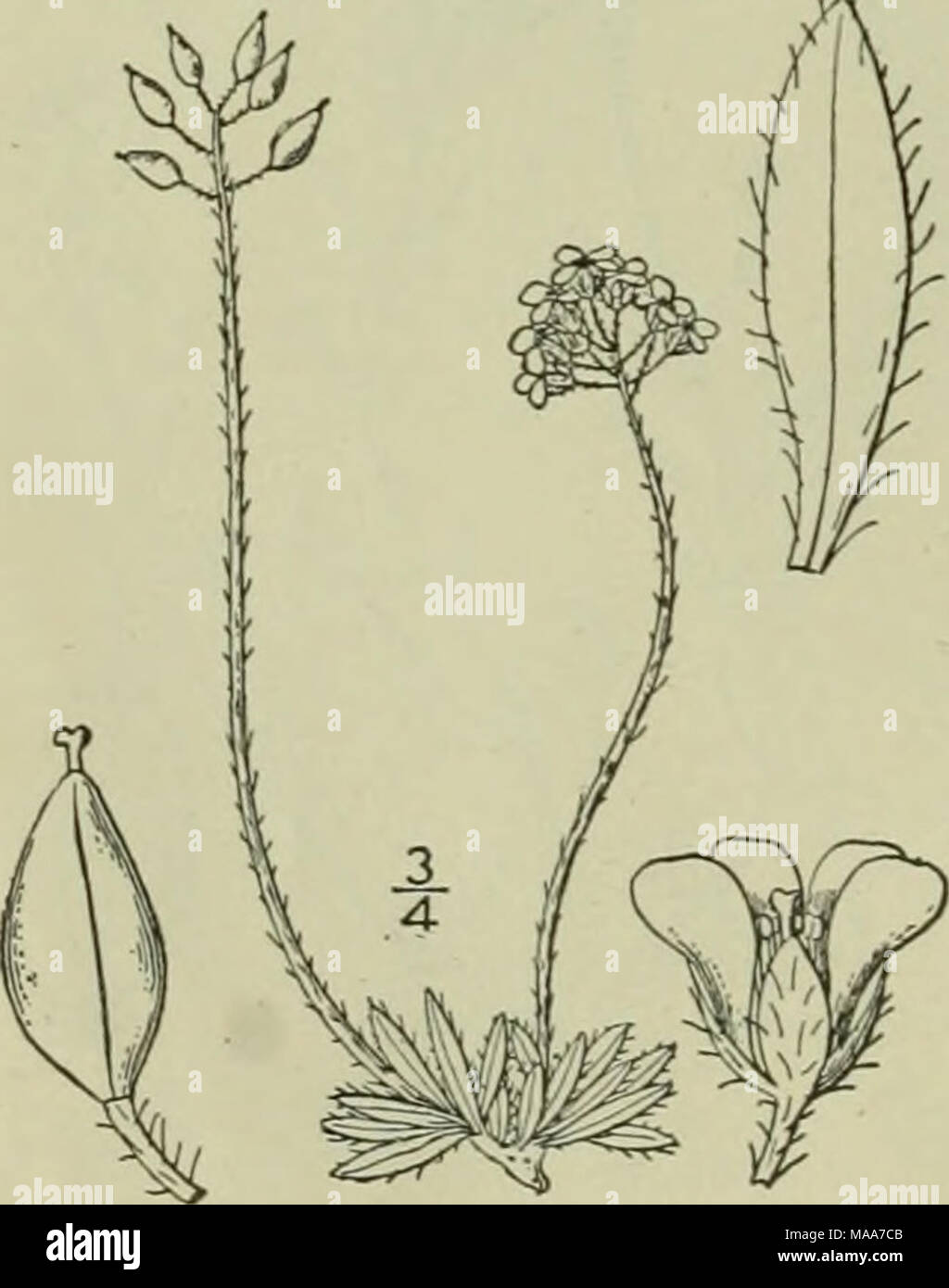 . An illustrated flora of the northern United States, Canada and the British possessions : from Newfoundland to the parallel of the southern boundary of Virginia and from the Atlantic Ocean westward to the 102nd meridian . 13. Draba alpina L. Alpine Whitlow-grass. Fig. 2009. Draba alpina L. Sp. PI. 642. 1753. Perennial by a branched caudex, densely tufted, scapes pubescent, i'-6' high. Leaves all basal, entire or few-toothed, oblong, or oblong-lanceolate, obtuse or acute at the apex, mostly narrowed at the base, ciliate, or villous-pubescent, sometimes with some stellate hairs, 2&quot;-6&quot; Stock Photo