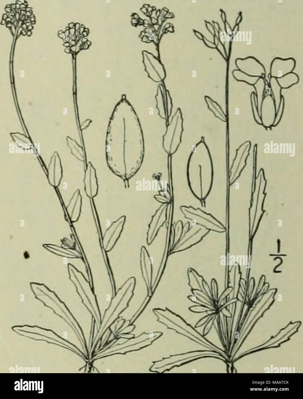 . An illustrated flora of the northern United States, Canada and the British possessions : from Newfoundland to the parallel of the southern boundary of Virginia and from the Atlantic Ocean westward to the 102nd meridian . 7. Draba arabisans Michx. Rock-cress Whitlow-grass. Fig. 2003. 2: 28. 1803. Am. Acad. 23: D. arabisans Michx. FU Bor. .m. D. incana arabisans S. Wats. Proc D. arabisans orthocarpa Fernald, Rhodora 7: 66. 1905. Perennial by a slender branched caudex, the flowering stems 6'-2o' high, sparingly stellate- pubescent, often numerous. Leaves thin, green, loosely and mostly sparing Stock Photo