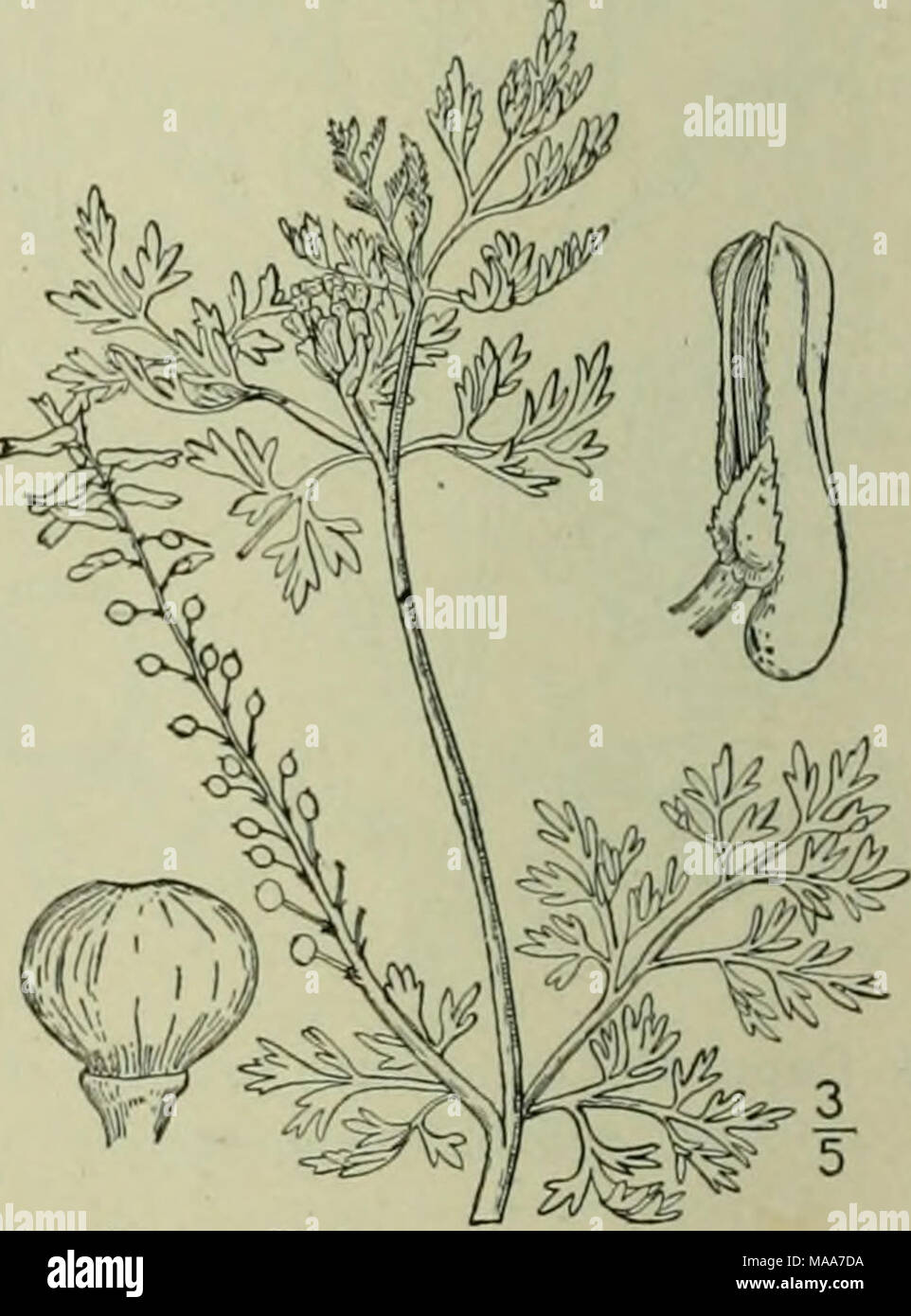 . An illustrated flora of the northern United States, Canada and the British possessions : from Newfoundland to the parallel of the southern boundary of Virginia and from the Atlantic Ocean westward to the 102nd meridian . Fumaria parviflora Lam., found on ballast about the seaports, may be distinguished by its still smaller paler flowers {2&quot;). very narrow sharp and channeled leaf- segments, and its apiculate nut. Family 38. CRUCIFERAE B. Juss. Hort. Trian. 1759. Mustard Family. Herbs, rarely somewhat woody, with watery acrid sap, alternate leaves, and racemose or corymbose flowers. Sepal Stock Photo