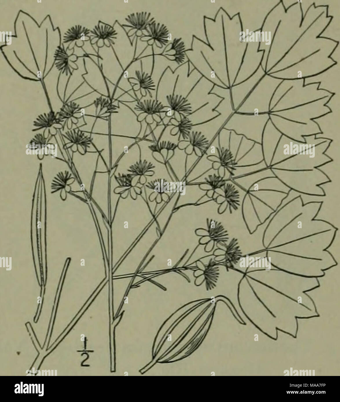 . An illustrated flora of the northern United States, Canada and the British possessions : from Newfoundland to the parallel of the southern boundary of Virginia and from the Atlantic Ocean westward to the 102nd meridian . 4. Thalictrum caulophylloides Small. Cohosh Meadow-Rue. Fig. 1935. Thaliclrum caulophylloides Small, Bull. Torr. Club 25: 136. 1898. Tall, 2j°-5l° high, the creeping rootstocks and the roots, pale. Stem finely striate, rather widely branched above; leaves 3-4-ternate, very short- pctioled, with the stipular appendages smaller than in T. coriaceum; leaflets thinnish, but firm Stock Photo