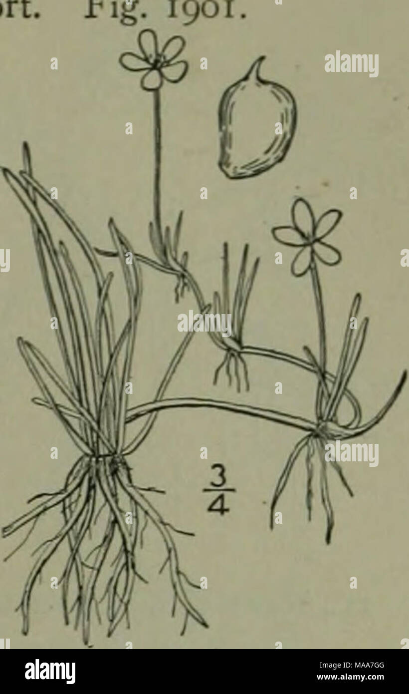 . An illustrated flora of the northern United States, Canada and the British possessions : from Newfoundland to the parallel of the southern boundary of Virginia and from the Atlantic Ocean westward to the 102nd meridian . 7. Ranunculus reptans L. Creeping Spearwort. Fig^ 190 Ranunculus reptans L. Sp. PI. 549. 1753. Ranunculus filiformis Michx. FI. Bor. Am. I : 320. 1803. Ranunculus Flammula var. reptans E. Meyer. PI. Lab. 96. 1830. R. Flammula inlermedius Hook. FI. Bor. Am. i: 11. 1829. Trailing or reclining, glabrous or pubescent, rooting from the nodes, the flowering stems and peduncles asc Stock Photo