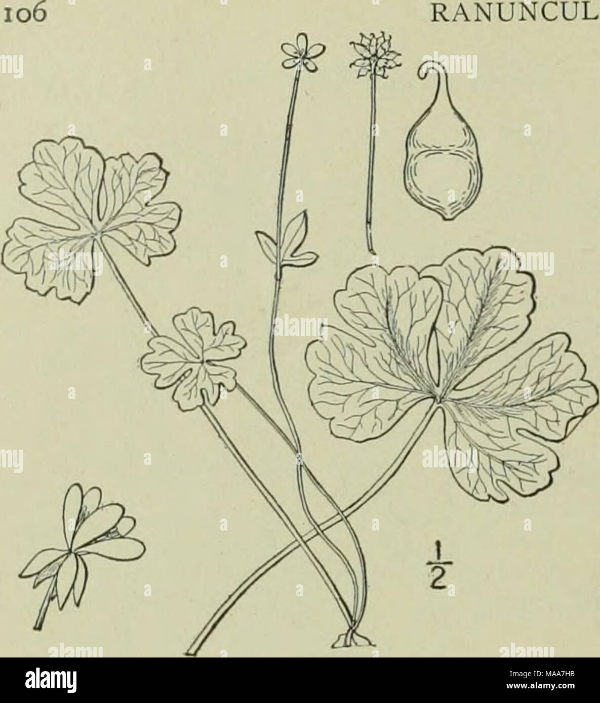 . An illustrated flora of the northern United States, Canada and the British possessions : from Newfoundland to the parallel of the southern boundary of Virginia and from the Atlantic Ocean westward to the 102nd meridian . 5. Ranunculus pusillus Poir. Low Spearwort. Fig. 1899. R. tiisilltis Poir. in Lam. Encycl. 6: 99. 1804. Annual, slender, weak, glabrous, branching, 6'-i8' long. Leaves entire or denticulate, the lower oblong or ovate, sometimes cordate, on long petioles, the upper narrower, lanceolate or linear, short-petioled or sessile; flowers yel- low, 2&quot;-3&quot; broad, the petals f Stock Photo