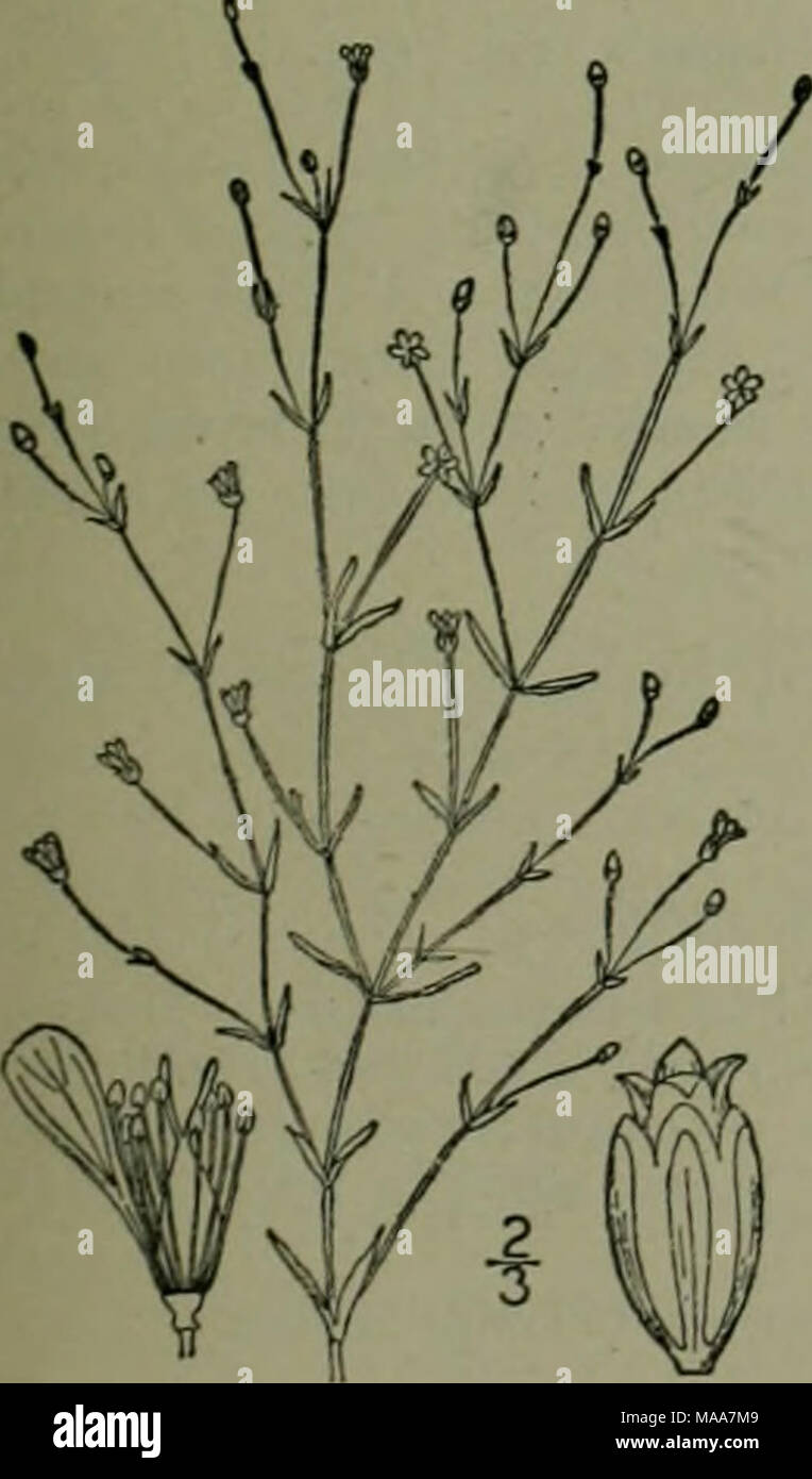 . An illustrated flora of the northern United States, Canada and the British possessions : from Newfoundland to the parallel of the southern boundary of Virginia and from the Atlantic Ocean westward to the 102nd meridian . I. Gypsophila muralis L. Low Gypsophyll. Fig. 1825. Gypsophila muralis L. Sp. PI. 408. 1753. -Annual, diffuse, slender, much branched, glabrous or slightly rough at the base, 4-7' high. Leaves narrowly linear or subulate, attenuate at each end, 3&quot;-io&quot; long, l&quot;-V' wide; peduncles slender, spreading or ascending, 3&quot;-io&quot; long; flowers purplish, iS&quot; Stock Photo