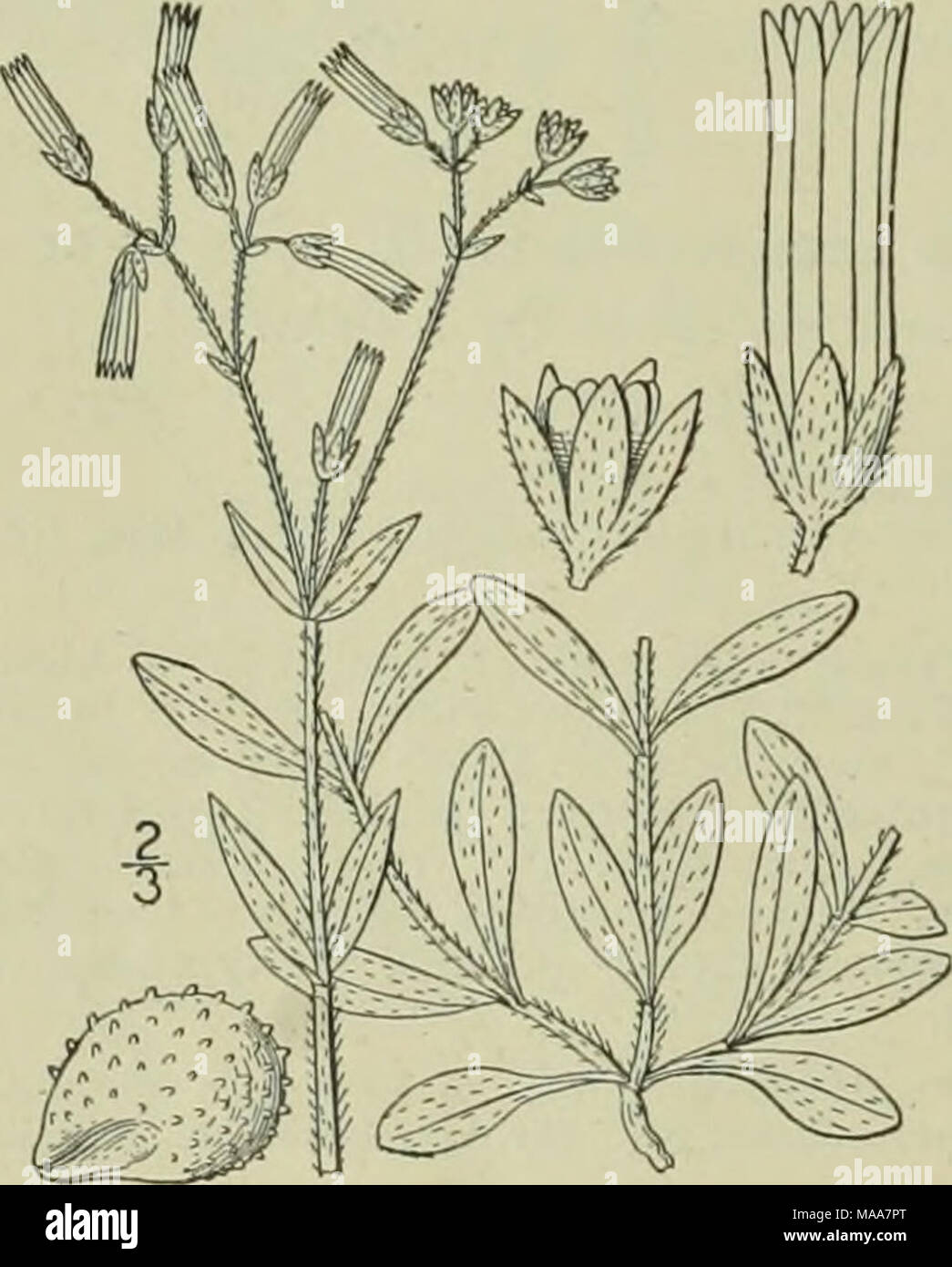 . An illustrated flora of the northern United States, Canada and the British possessions : from Newfoundland to the parallel of the southern boundary of Virginia and from the Atlantic Ocean westward to the 102nd meridian . 5. Cerastium brachypodum (Engelm.l Robinson. Short-stalked Chickweed. Fig. 1767. Cerastium nutans var. brachypodum Engelm. ; A. Gray. Man. Ed. 5, 94. 1867. Cerastium brachypodium Robinson ; Britton, Mem. Torr. Club 5: 150. 1894. Cerastium 'brachypodium compactum Robinson, Proc. Am. Acad. 29: 278. 1894. Annual, light green, viscid-pubescent or pu- berulent all over, stems tuf Stock Photo