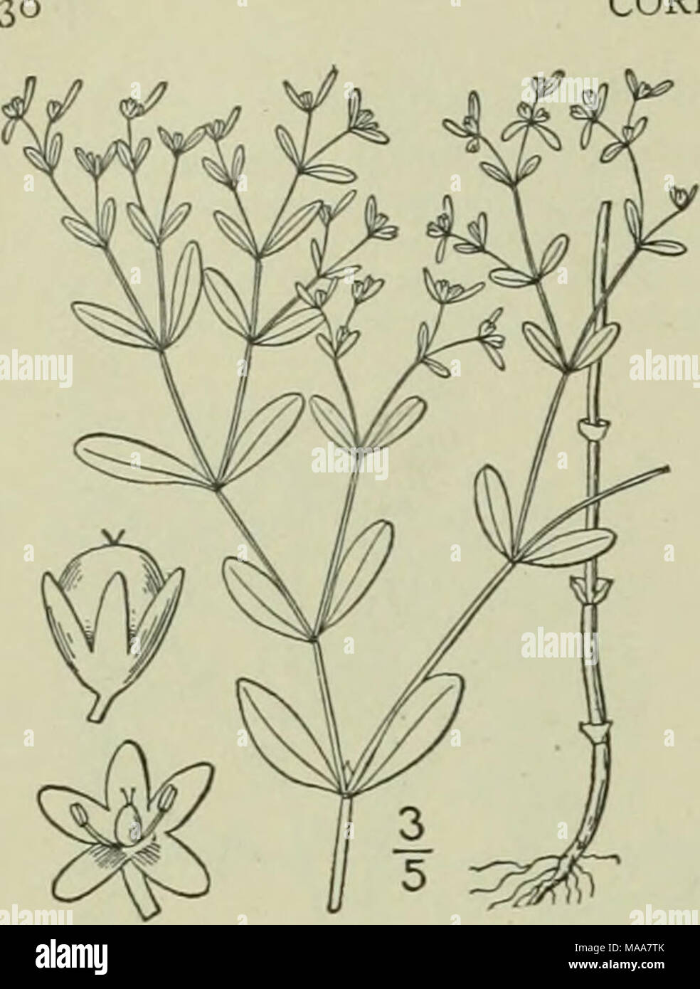 . An illustrated flora of the northern United States, Canada and the British possessions : from Newfoundland to the parallel of the southern boundary of Virginia and from the Atlantic Ocean westward to the 102nd meridian . About 10 species, of wide geographic distribution in the Old World, the following naturalized from Europe as a weed. Type species : Scleranthus annutis L. I. Scleranthus annuus L. Knawel. German Knotgrass. Fig. 1725. Scleranthus annuus L. Sp. PI. 406. 1753. Much branched from long and rather tough roots, the branches prostrate or spreading, 3-5' long, roughish- puberulent or Stock Photo
