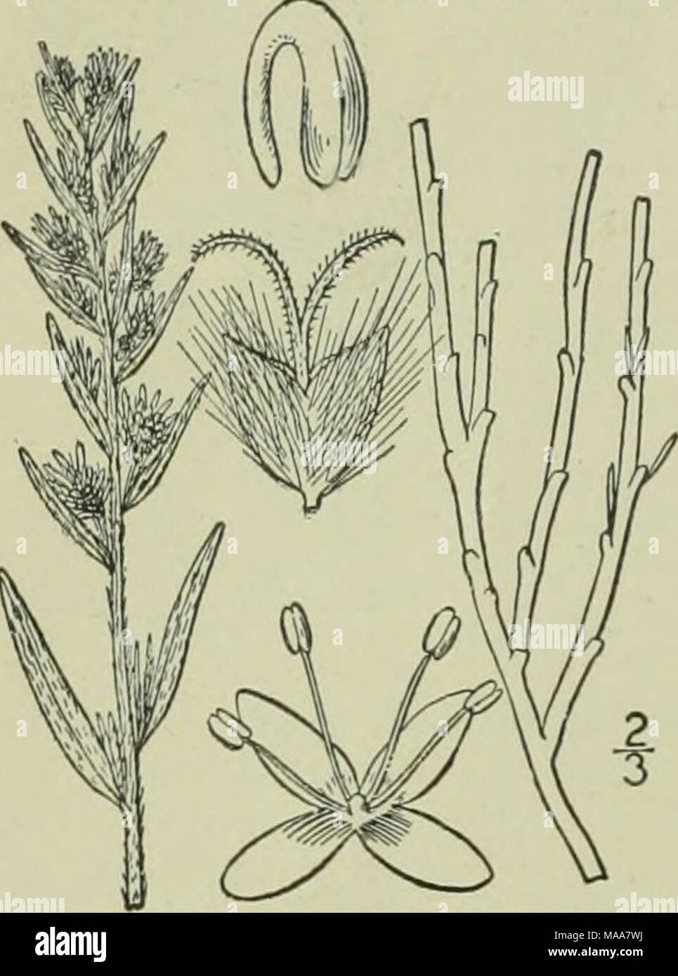 . An illustrated flora of the northern United States, Canada and the British possessions : from Newfoundland to the parallel of the southern boundary of Virginia and from the Atlantic Ocean westward to the 102nd meridian . embryo nearly annular in the mealy endosperm, its radicle pointing downward. [From the Greek for hoariness or mould.] Two known species, the following of western North America ; the other, of western Asia and Europe is^the generic type. I. Eurotia lanata (Pursh) ]Ioq. American Eurotia. White Sage. Fig. 1703. Diotis lanata Pursh, Fl. Am. Sept. 602. 1814. Eurotia lanala Moq.  Stock Photo