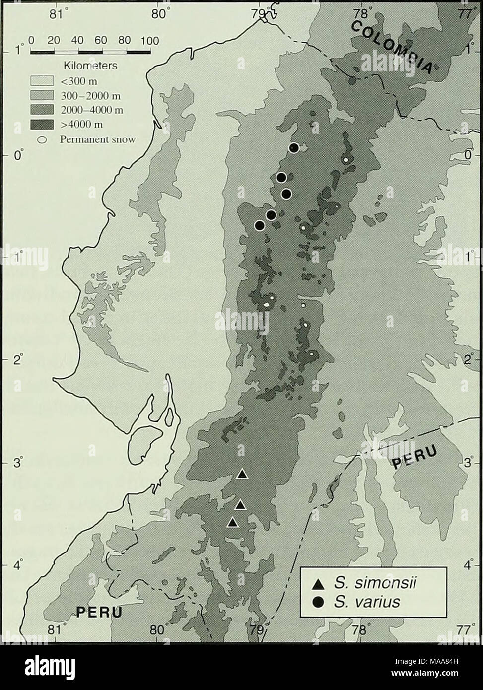 . Ecuadorian lizards of the genus Stenocercus (Squamata: Tropiduridae) . Fig. 19. Distribution of two species of Stenocercus in Ecuador. slightly compressed laterally; (18) gular region of males not black; (19) dorsum bluish gray or green. Stenocercus varius differs from other species of Stenocercus by the combination of smooth ventrals, granu- lar scales on posterior surface of thigh, distinct vertebral crest, 3 caudal whorls per autotomic segment, caudal scales without projecting spines, posthumeral pocket Type 1, postfemoral pocket Type 1 or 2, and 74-88 scales around midbody. Description a Stock Photo